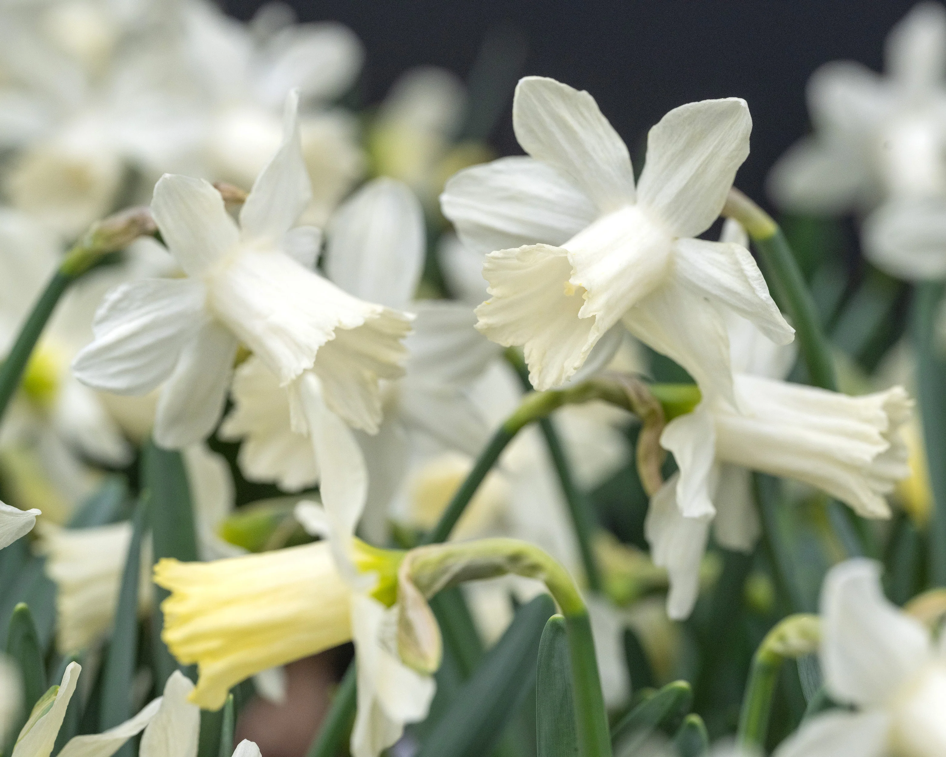 Narcissus 'Snow Baby' - Image 5