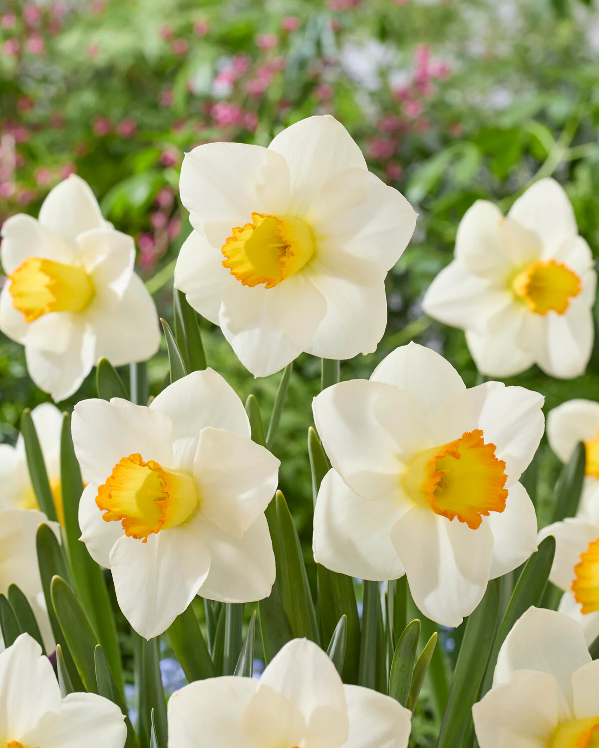 Narcissus 'Sunlit Chalice' - Image 2