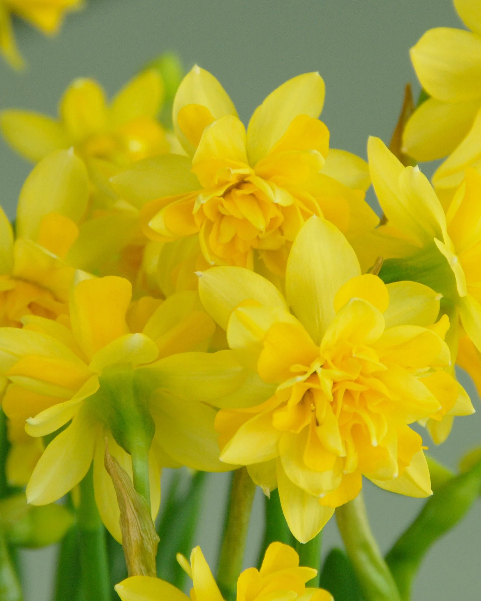 Narcissus 'Tête Bouclé' - Image 5