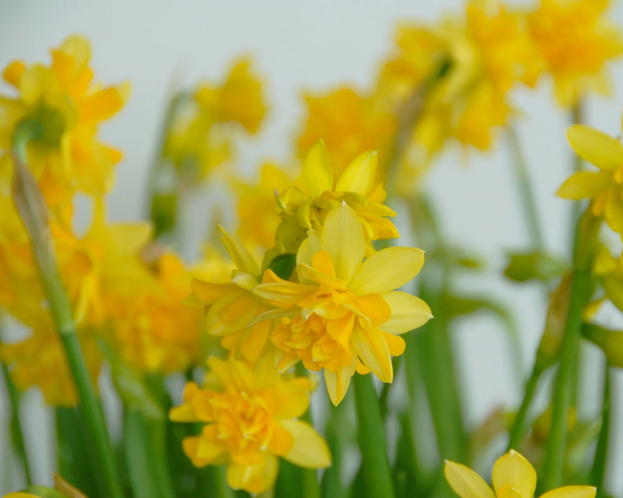 Narcissus 'Tête Bouclé' - Image 6