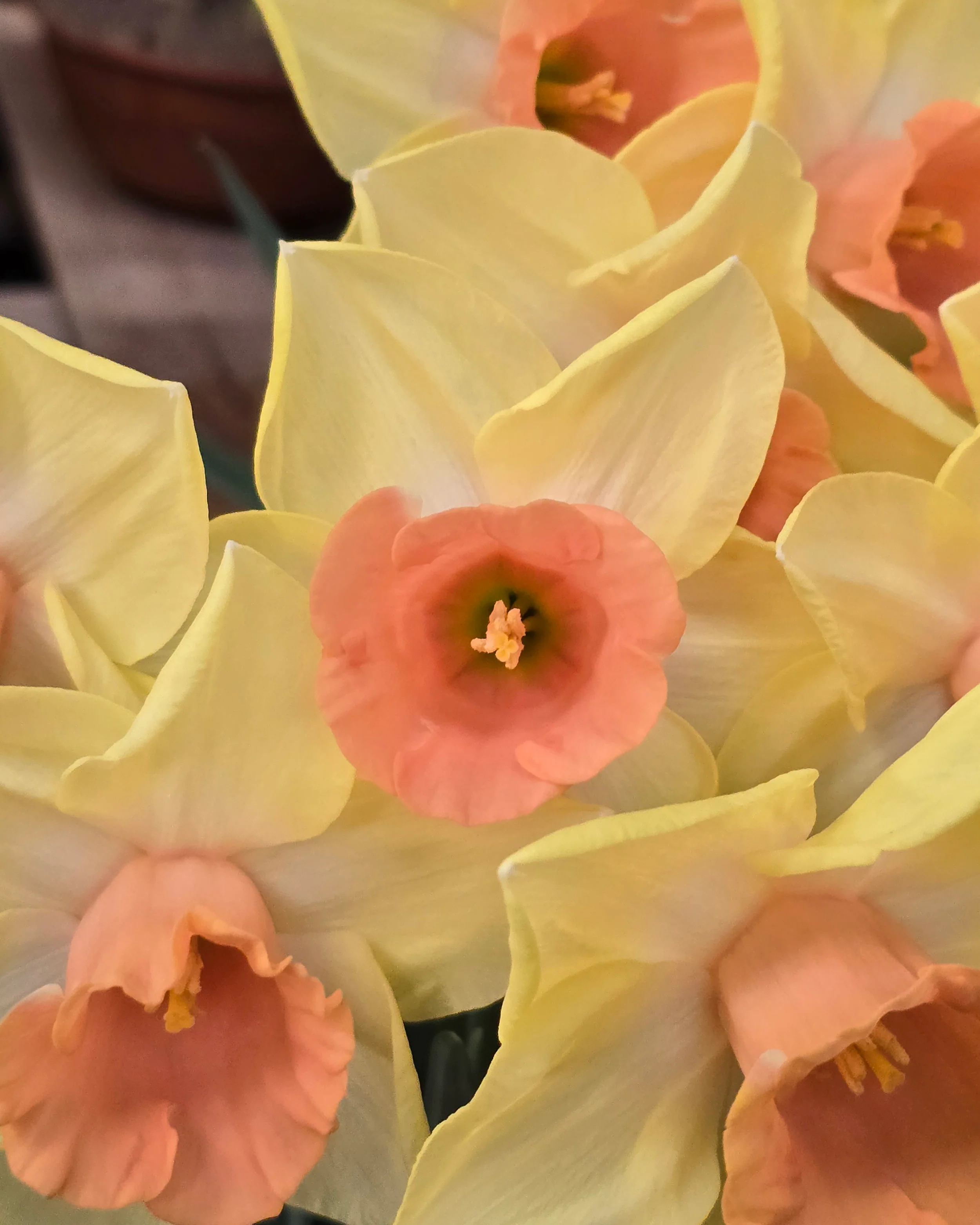 Narcissus 'Tom Pouce' - Image 6