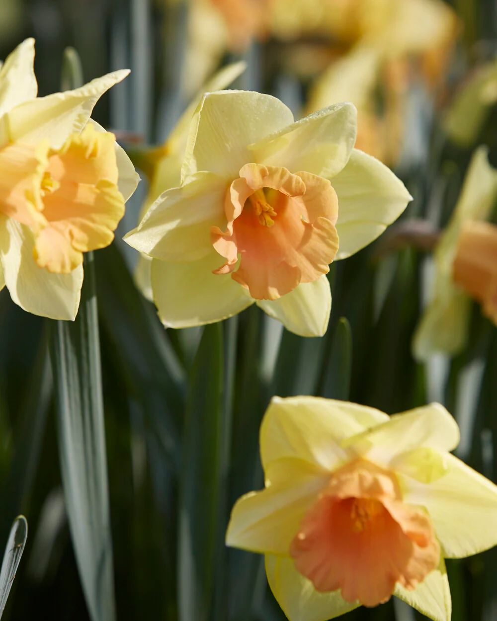 Narcissus 'Tom Pouce' - Image 8
