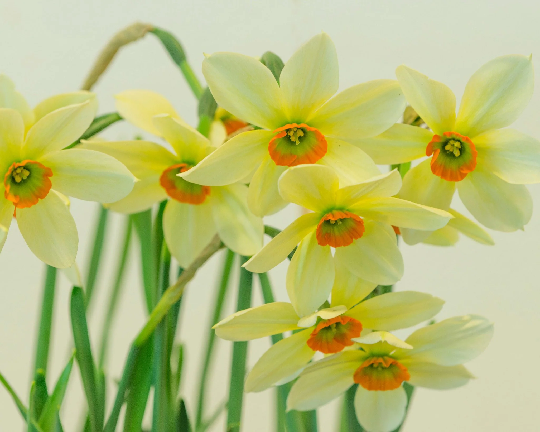 Narcissus collection 'Viridiflora' - Image 4