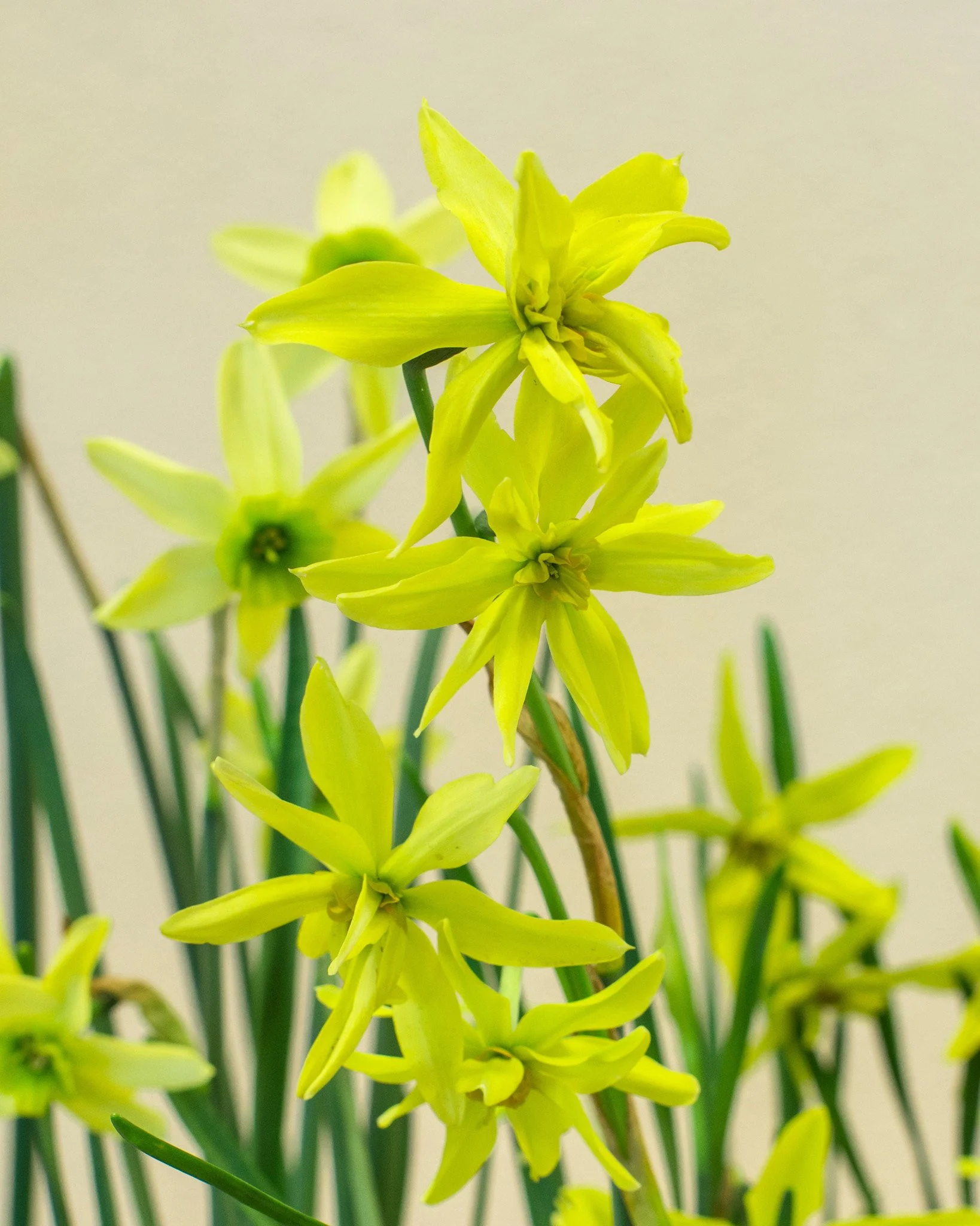 Narcissus collection 'Viridiflora' - Image 5