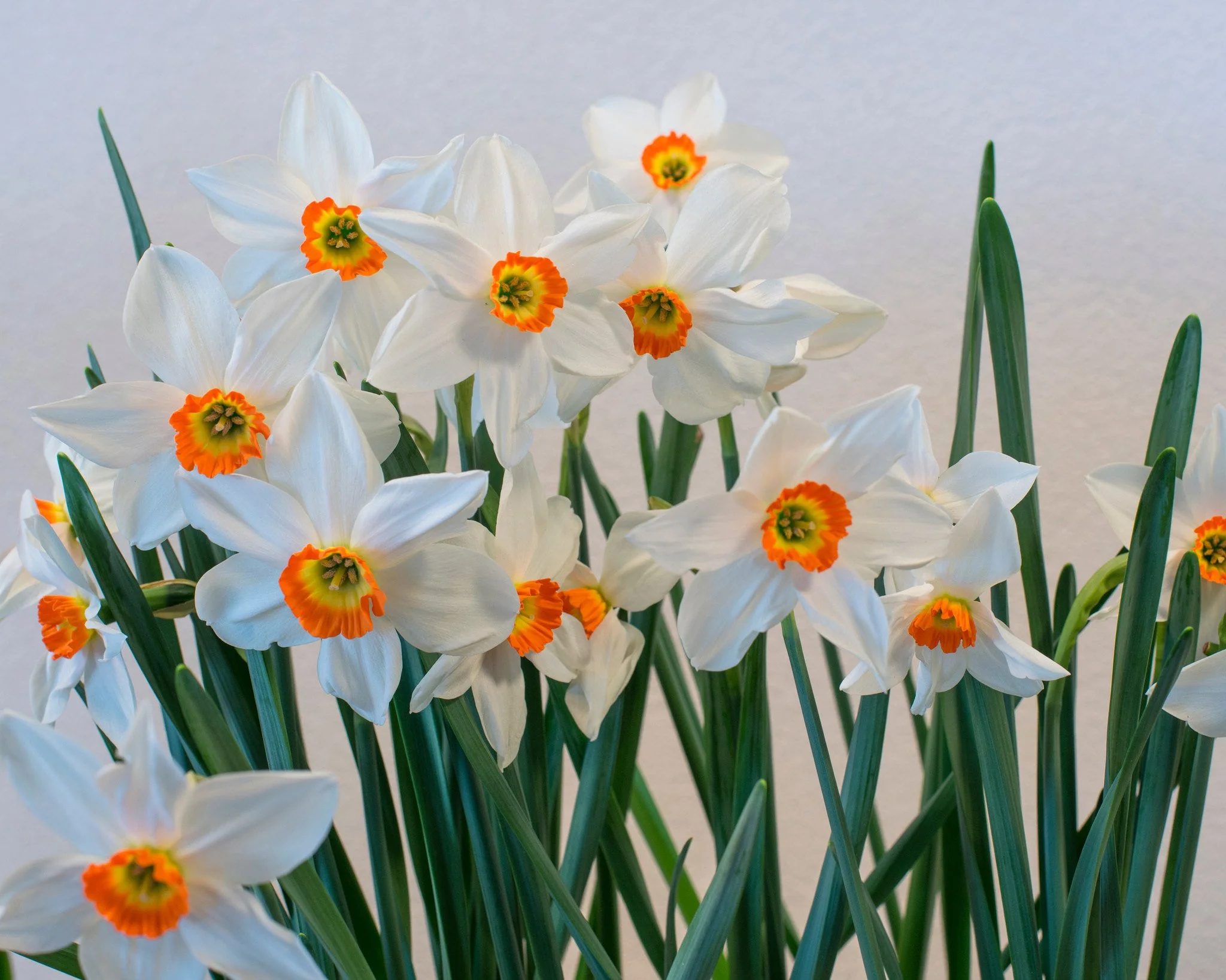 Narcissus collection 'Viridiflora' - Image 6