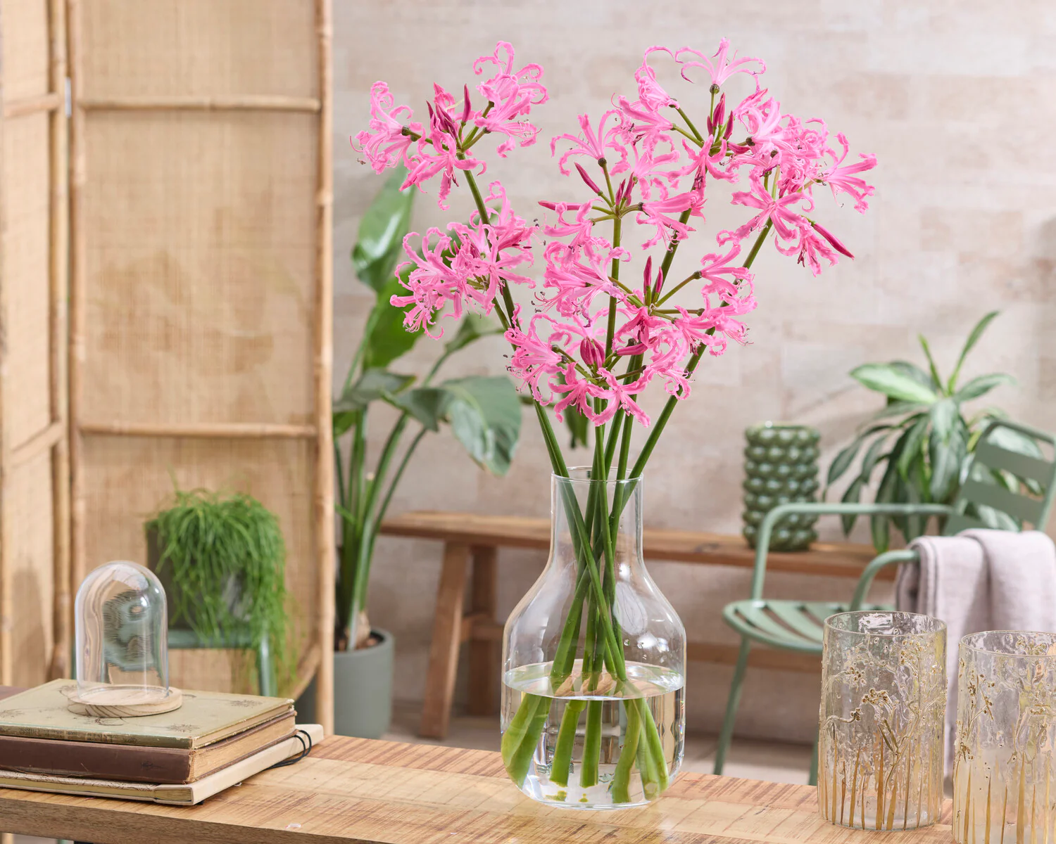 Nerine bowdenii - Image 3