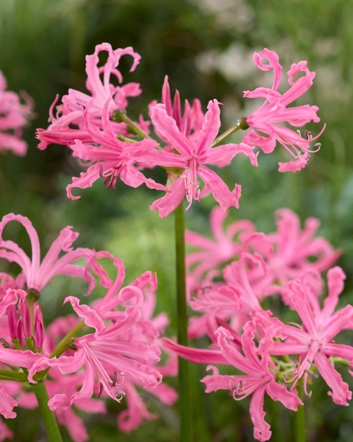 Nerine bowdenii - Image 4