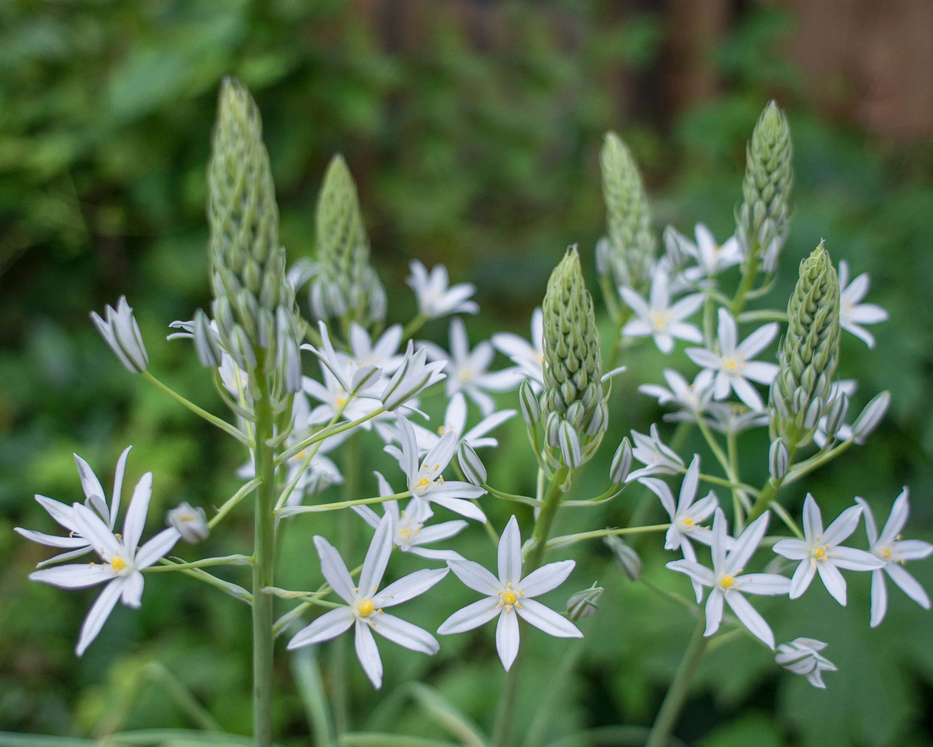 Ornithogalum 'Sochi' - Image 2