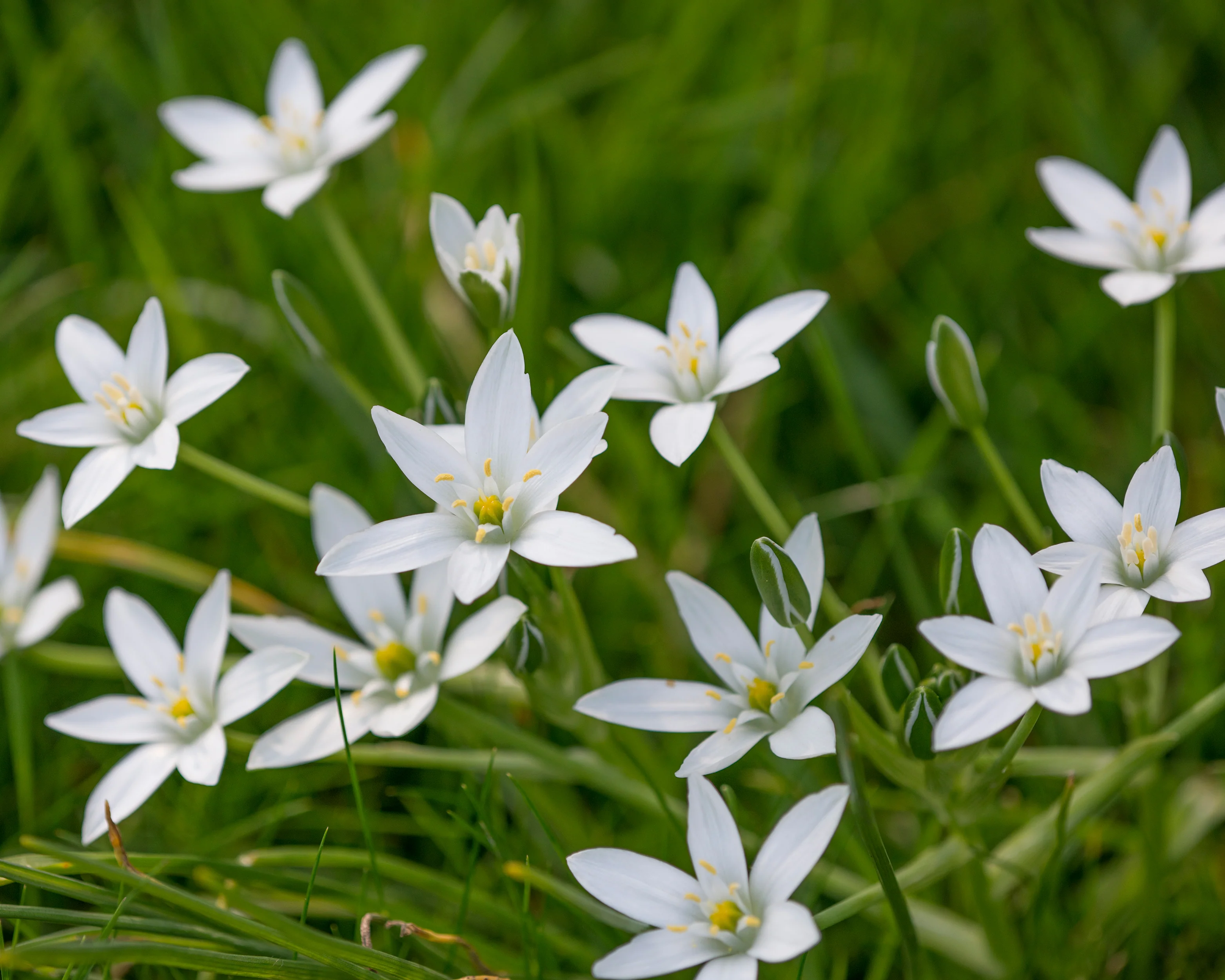 Ornithogalum umbellatum - Image 12