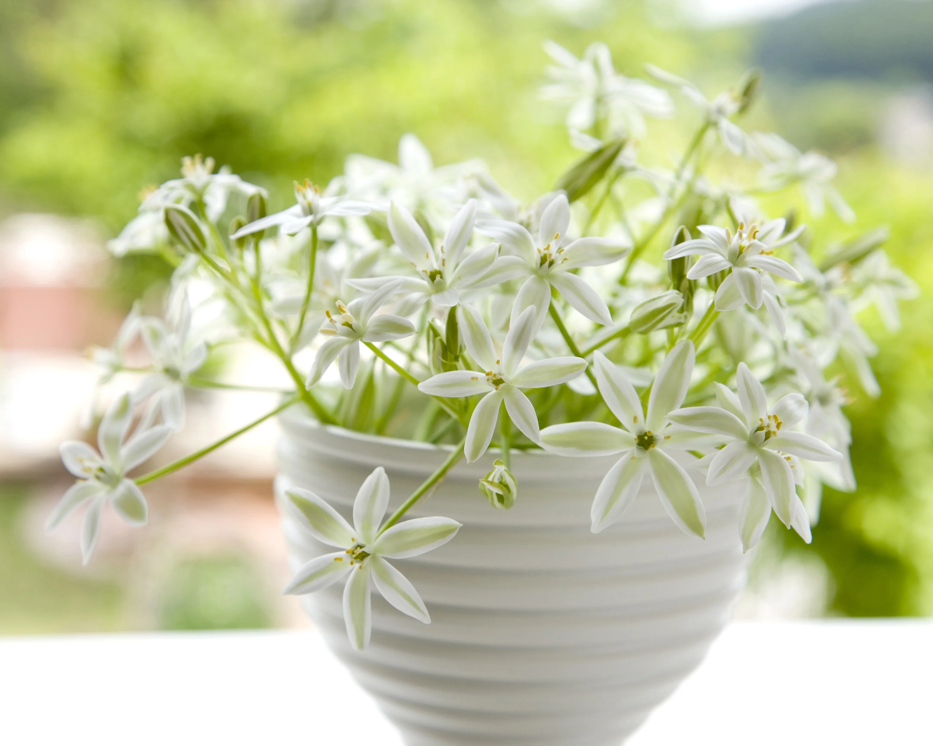 Ornithogalum umbellatum - Image 5