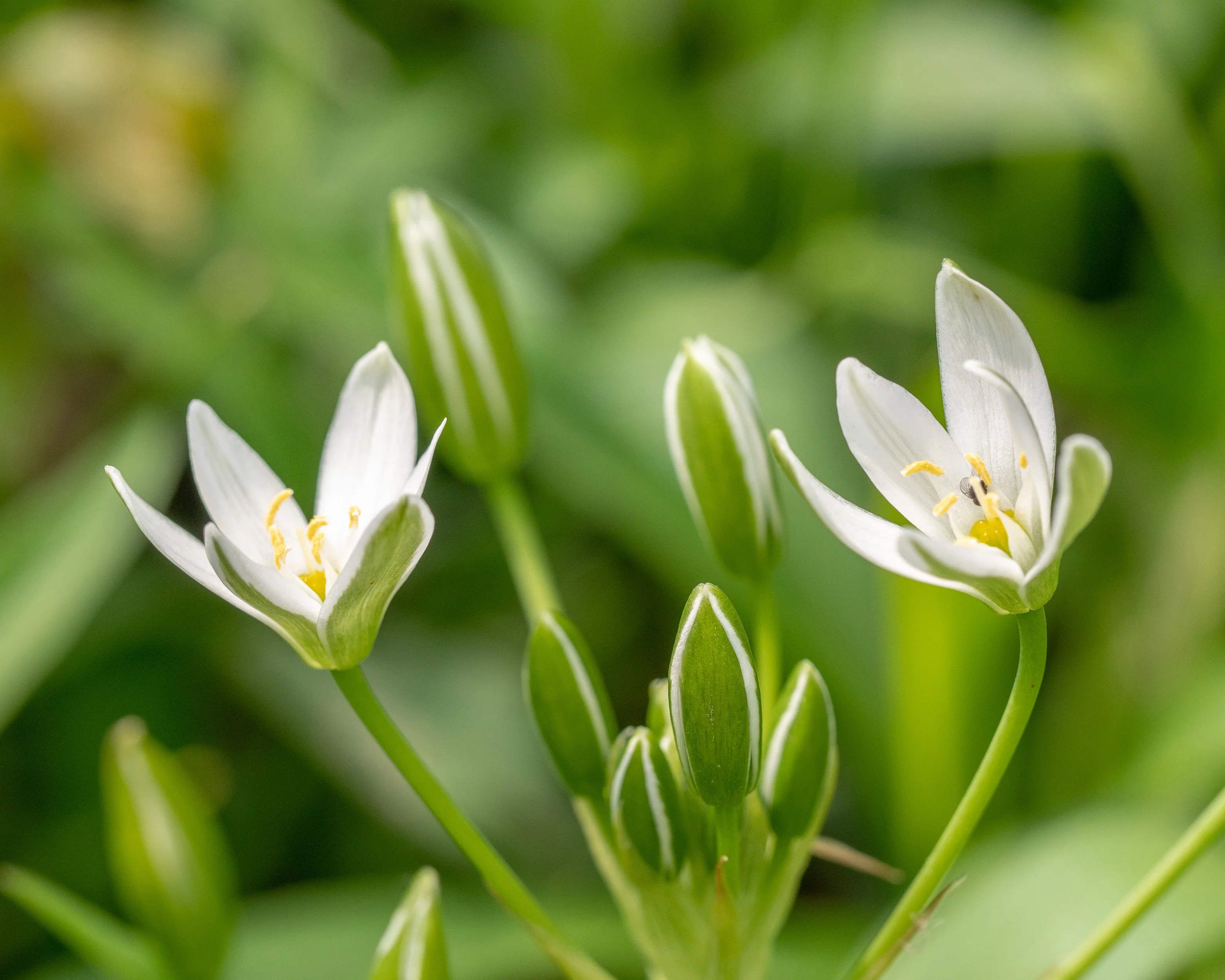 Ornithogalum umbellatum - Image 8
