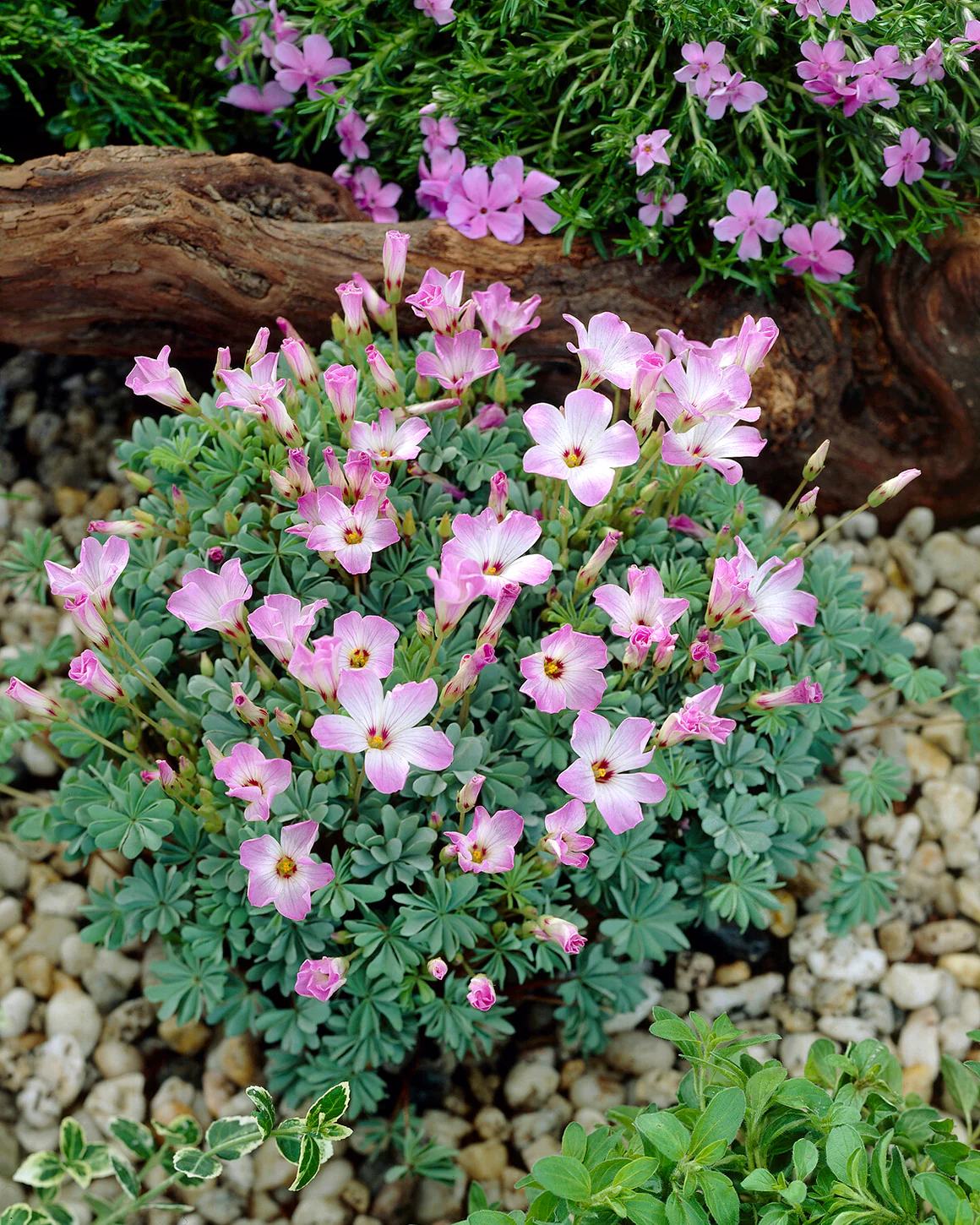 Oxalis adenophylla - Image 2