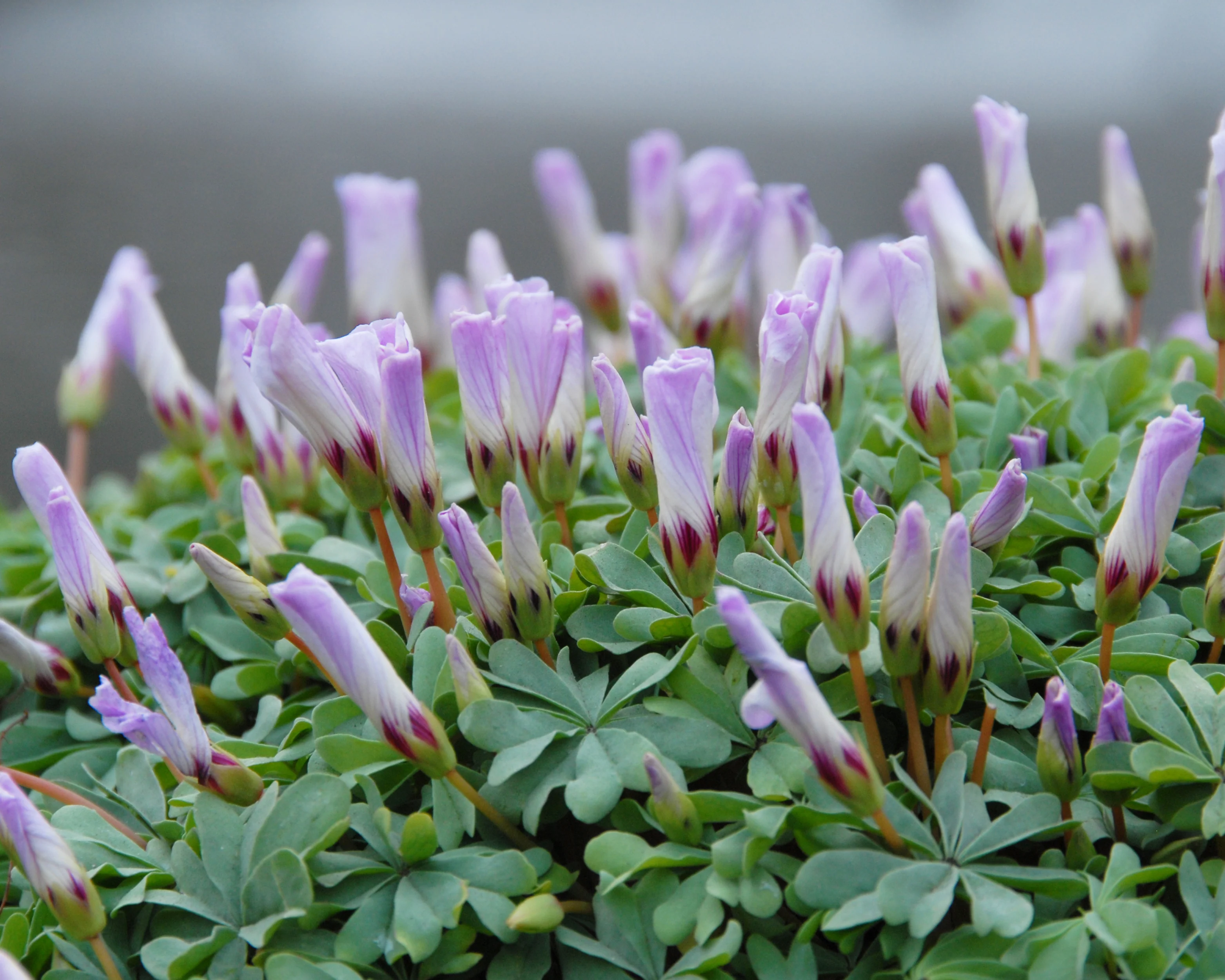 Oxalis adenophylla - Image 3