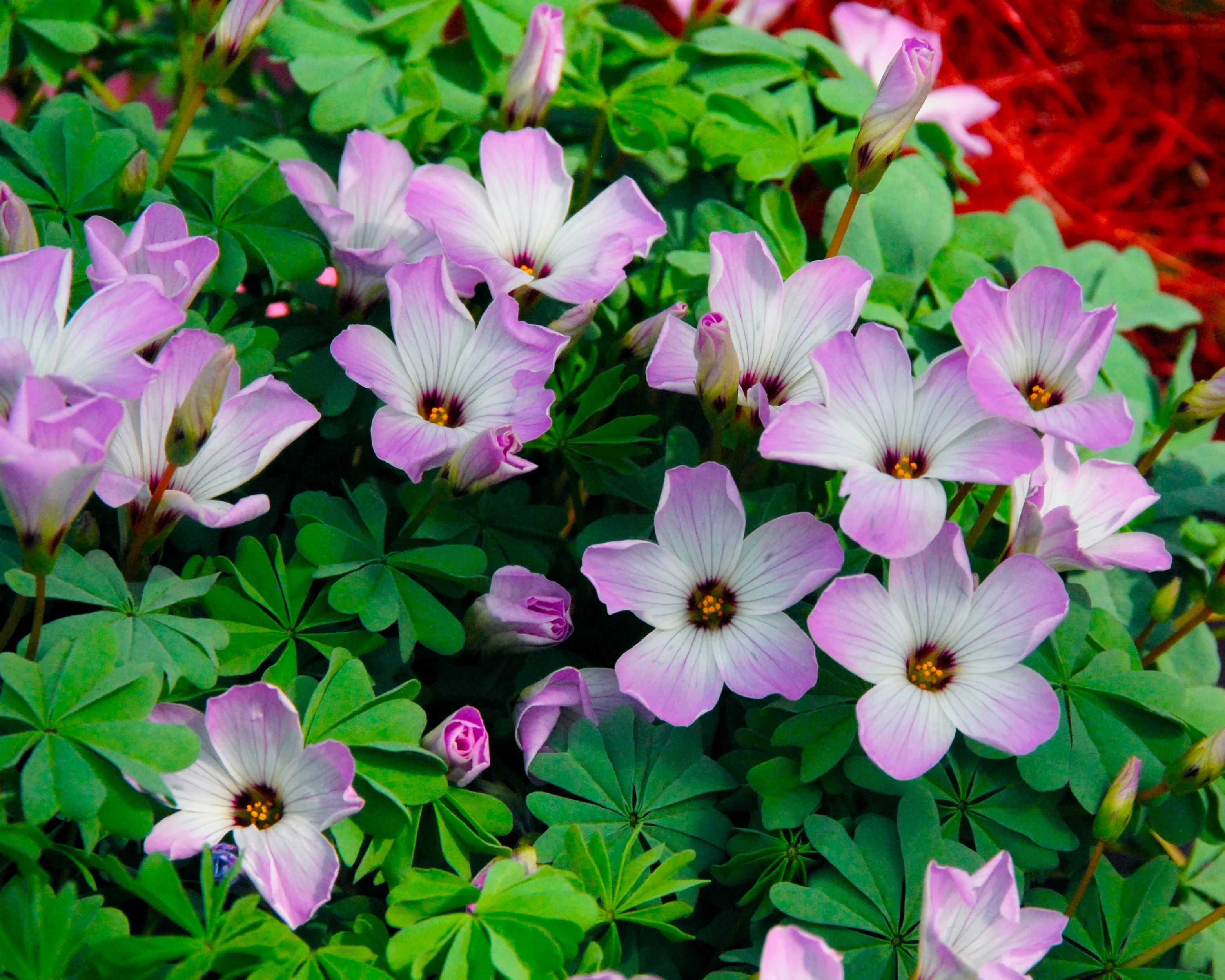 Oxalis adenophylla - Image 4