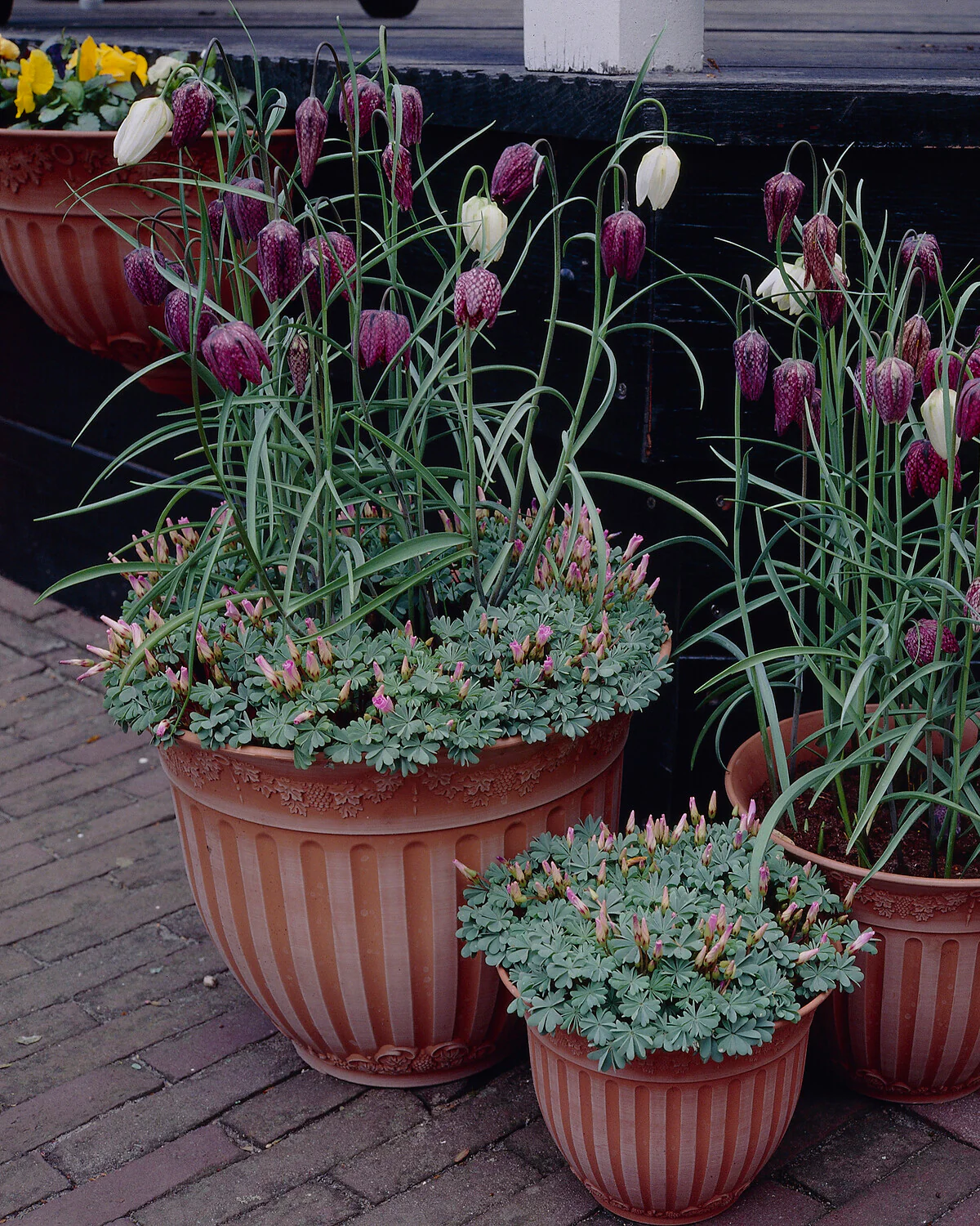 Oxalis adenophylla - Image 6