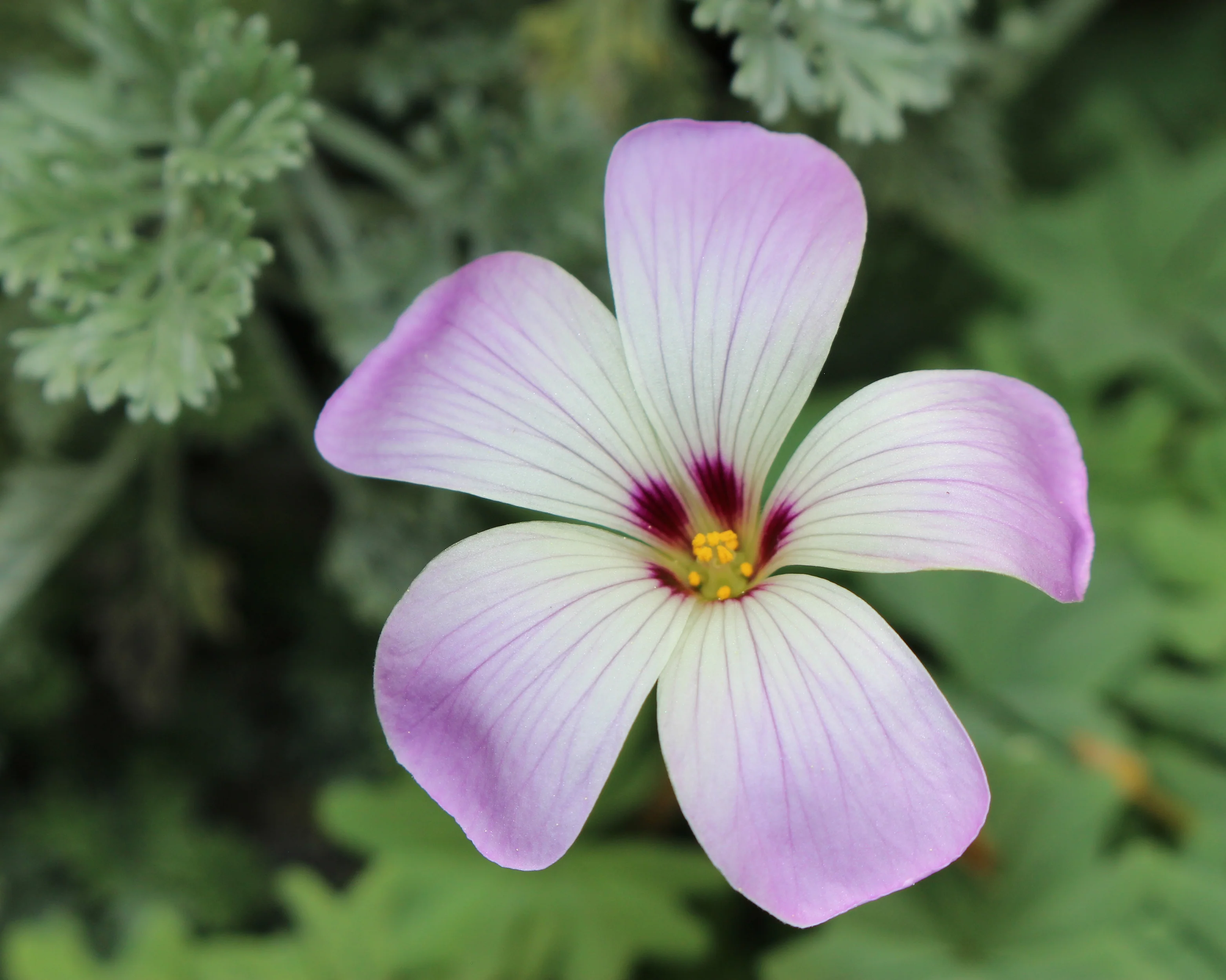 Oxalis adenophylla - Image 7