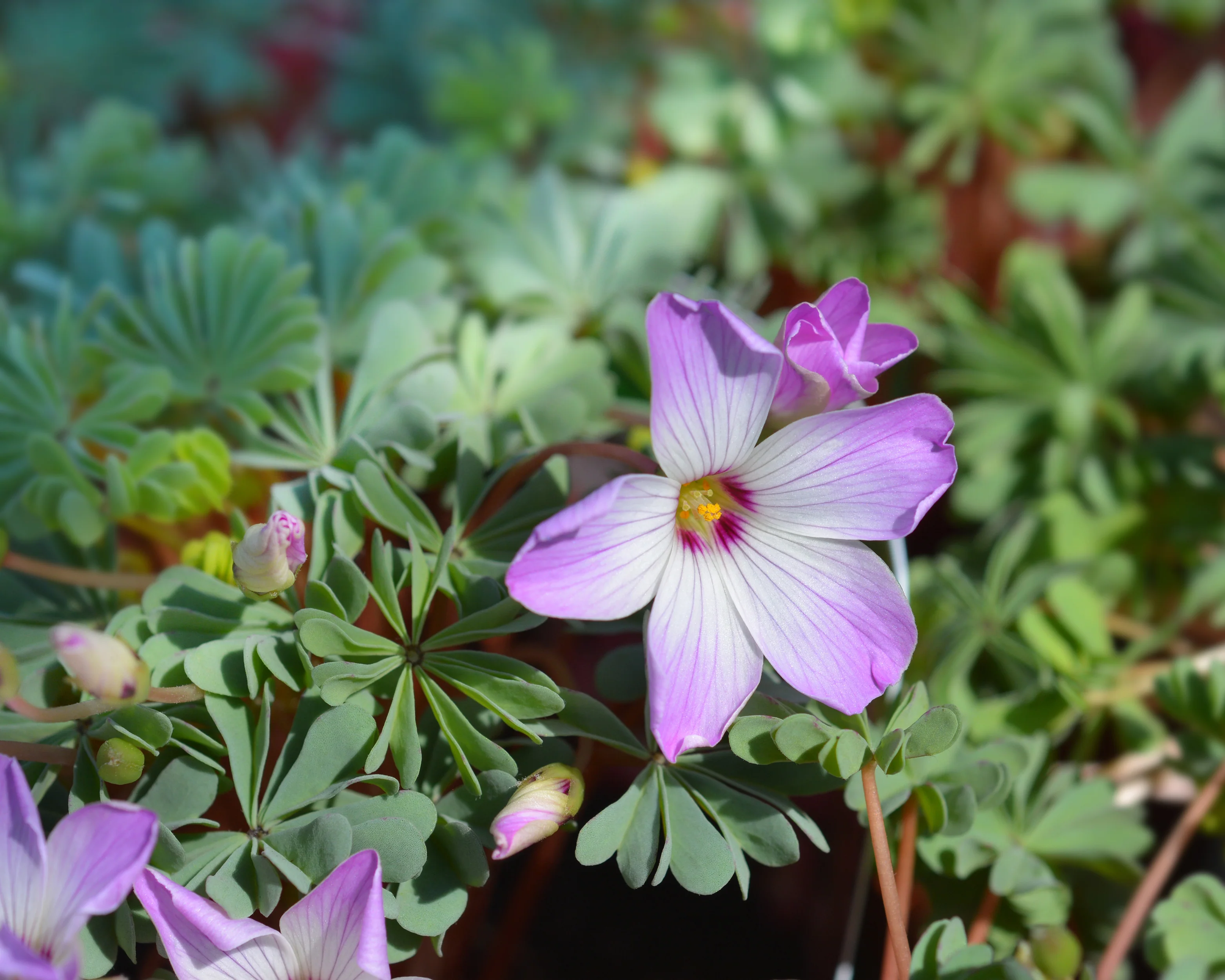 Oxalis adenophylla - Image 8