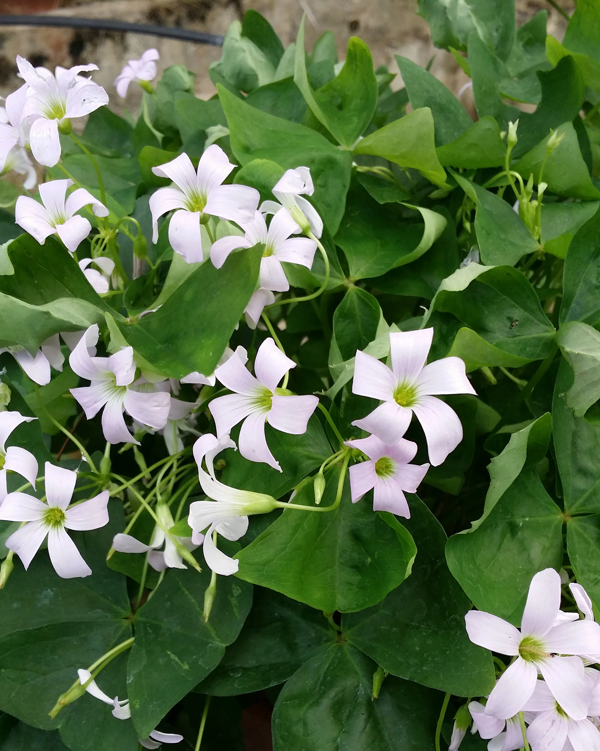 Oxalis regnellii