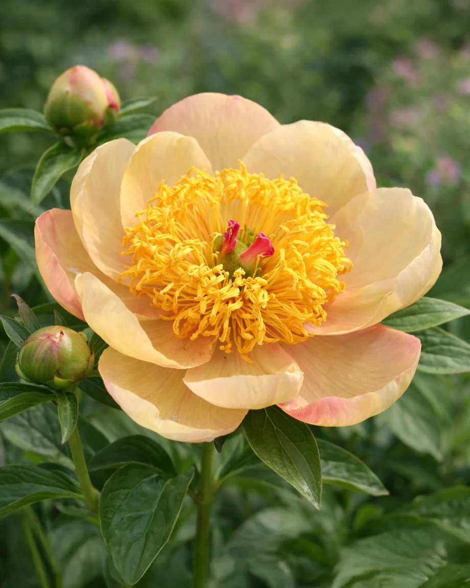 Paeonia 'Apricot Queen'
