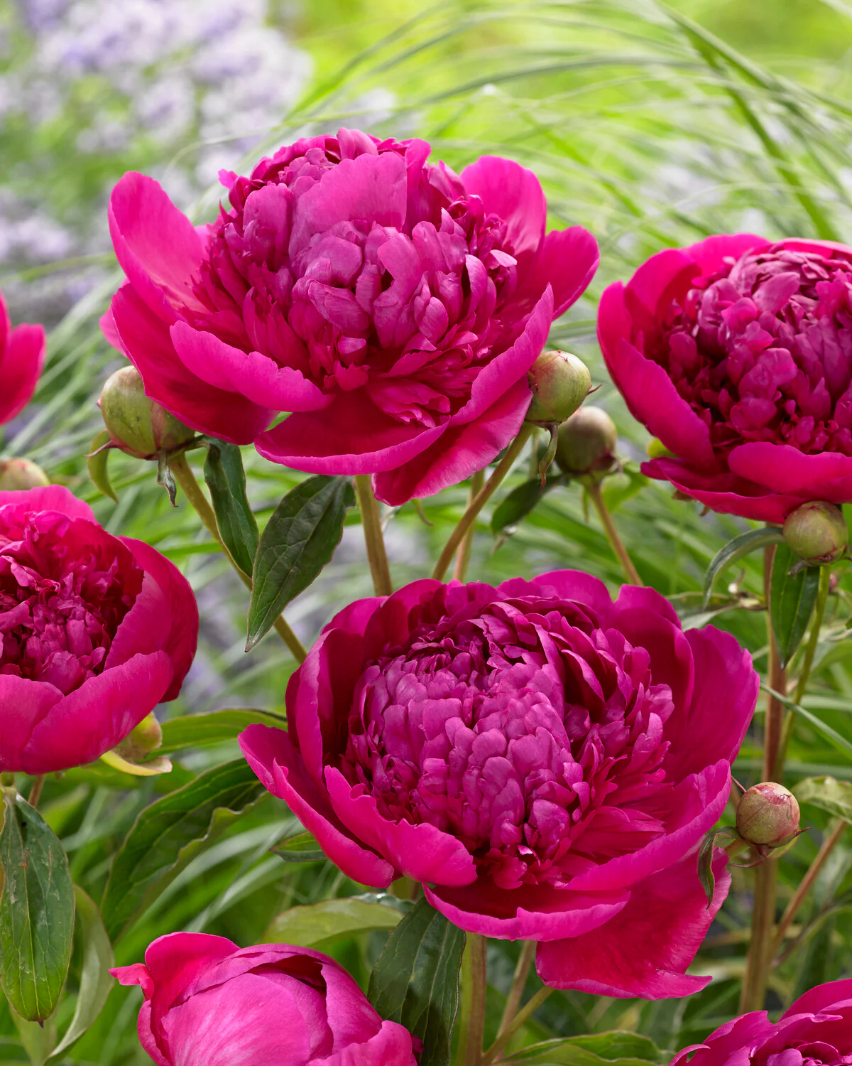 Paeonia 'Félix Crousse' - Image 4
