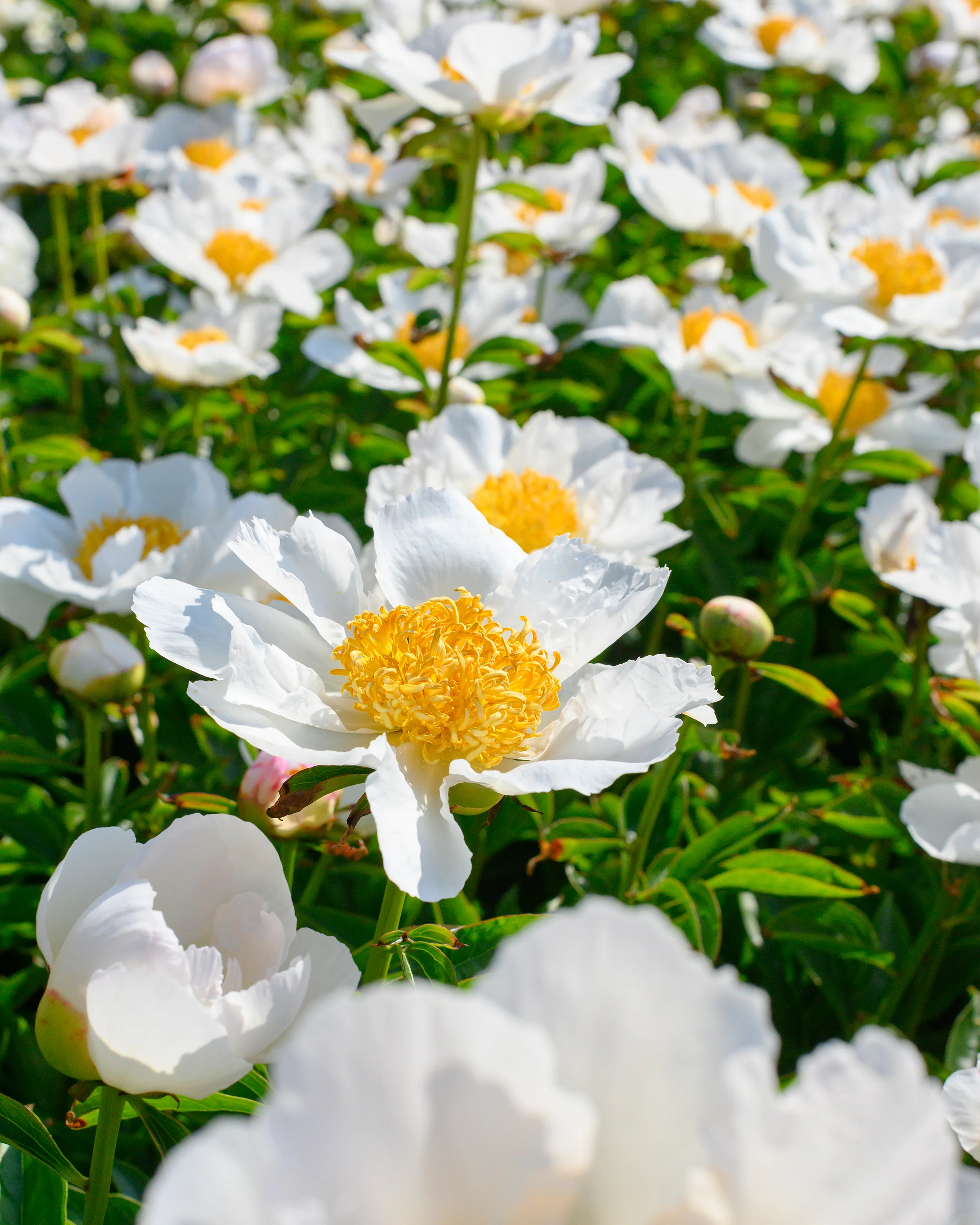 Paeonia 'Krinkled White' - Image 10