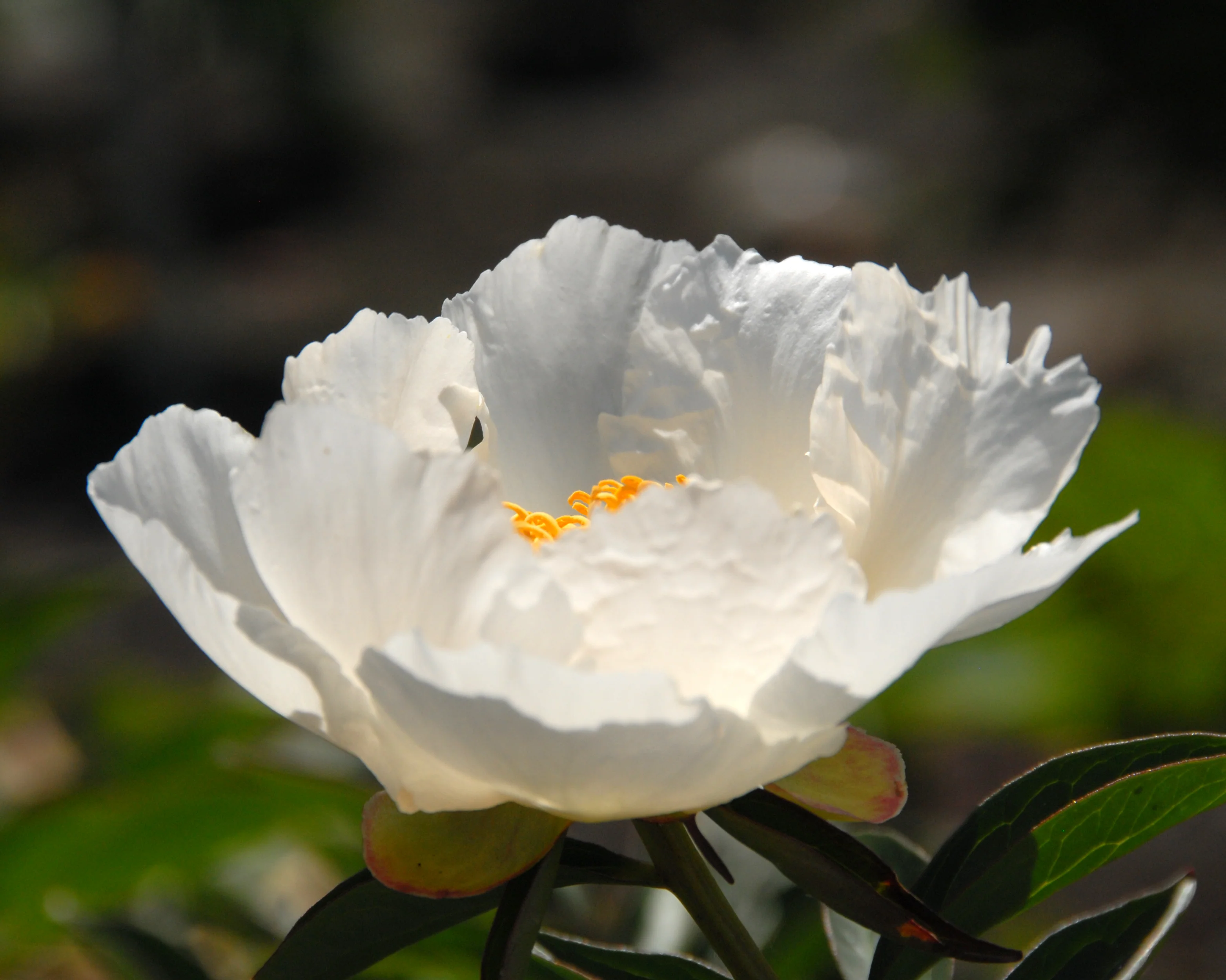 Paeonia 'Krinkled White' - Image 11