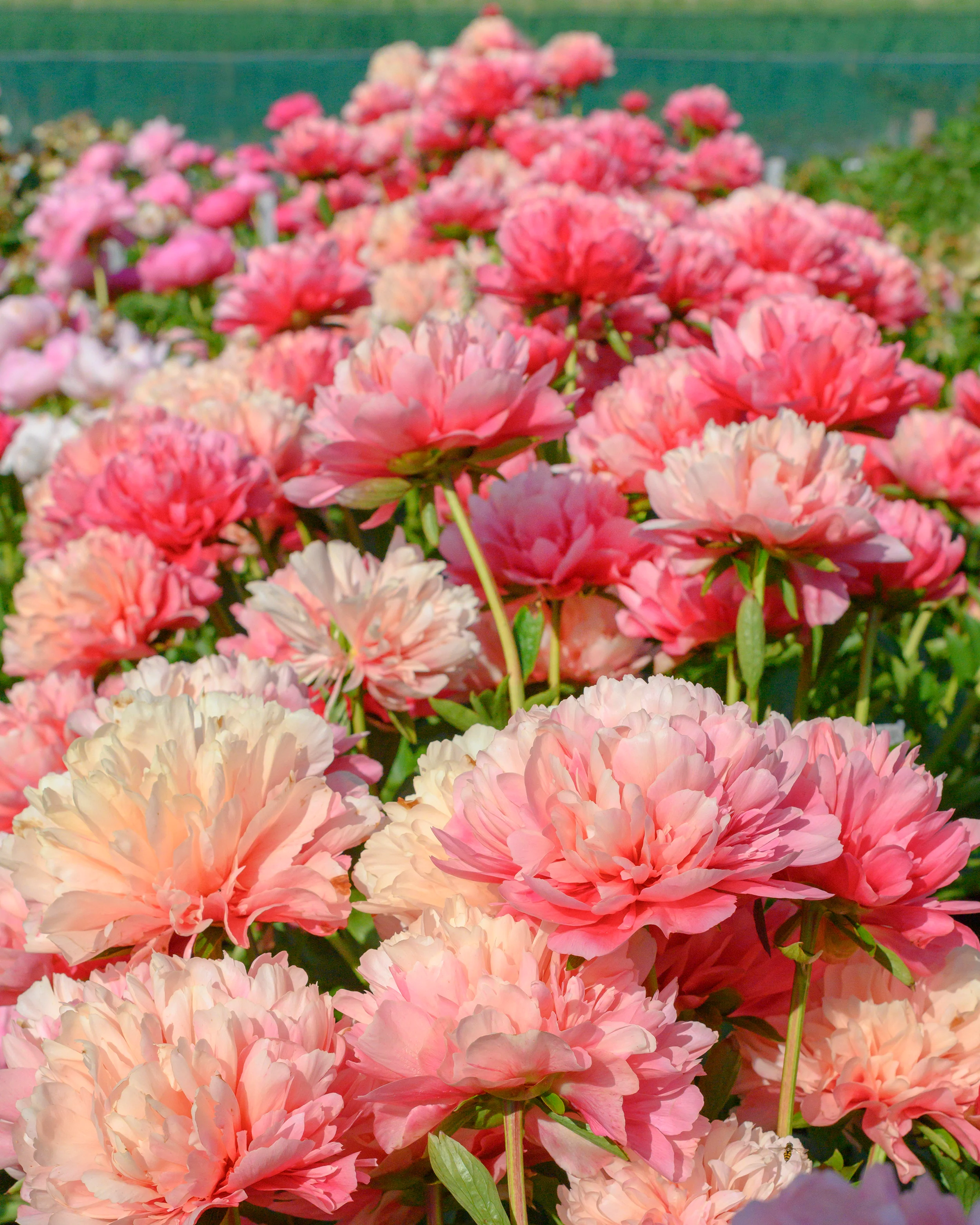 Paeonia 'Lorelei' - Image 2