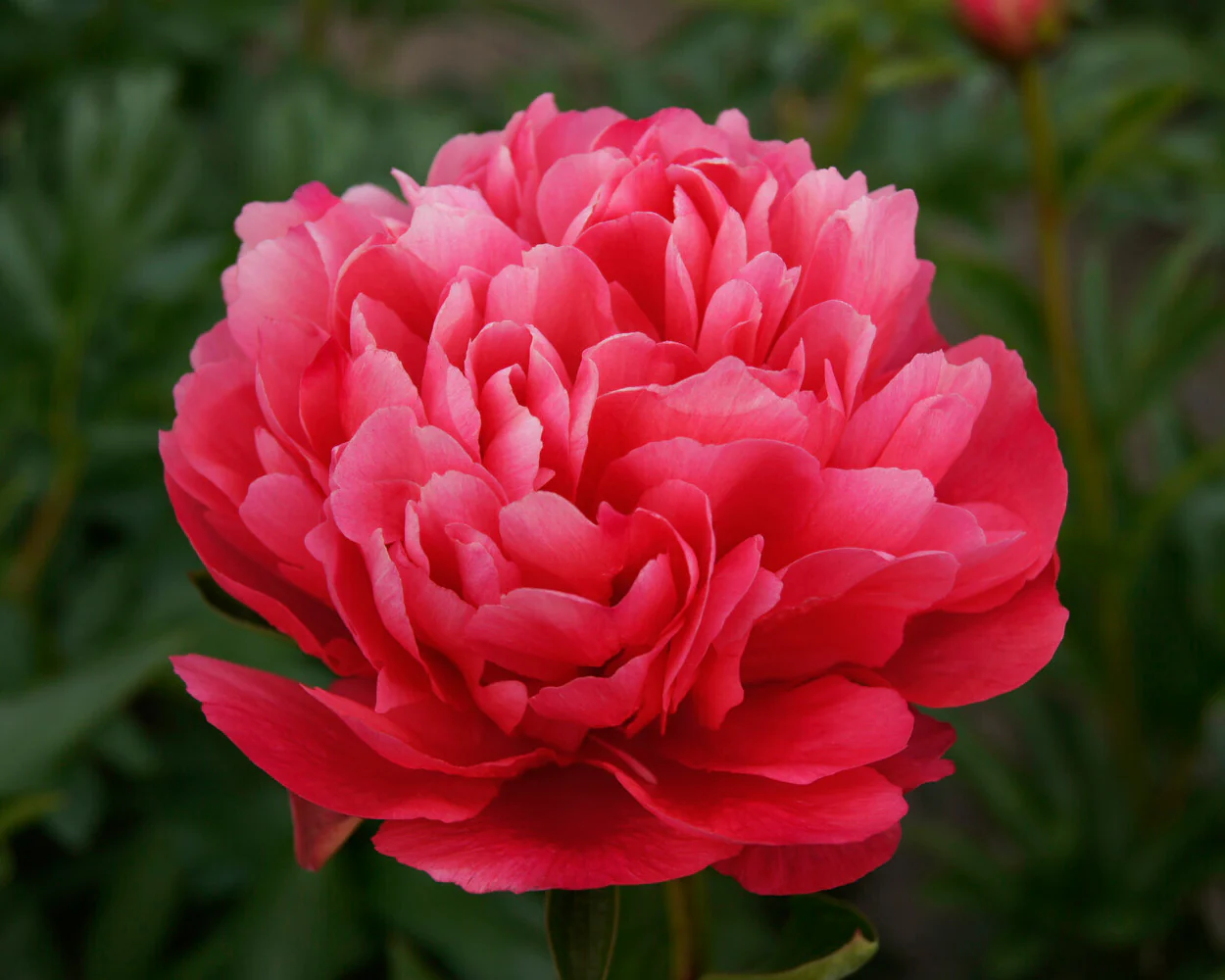 Paeonia 'Lorelei' - Image 3