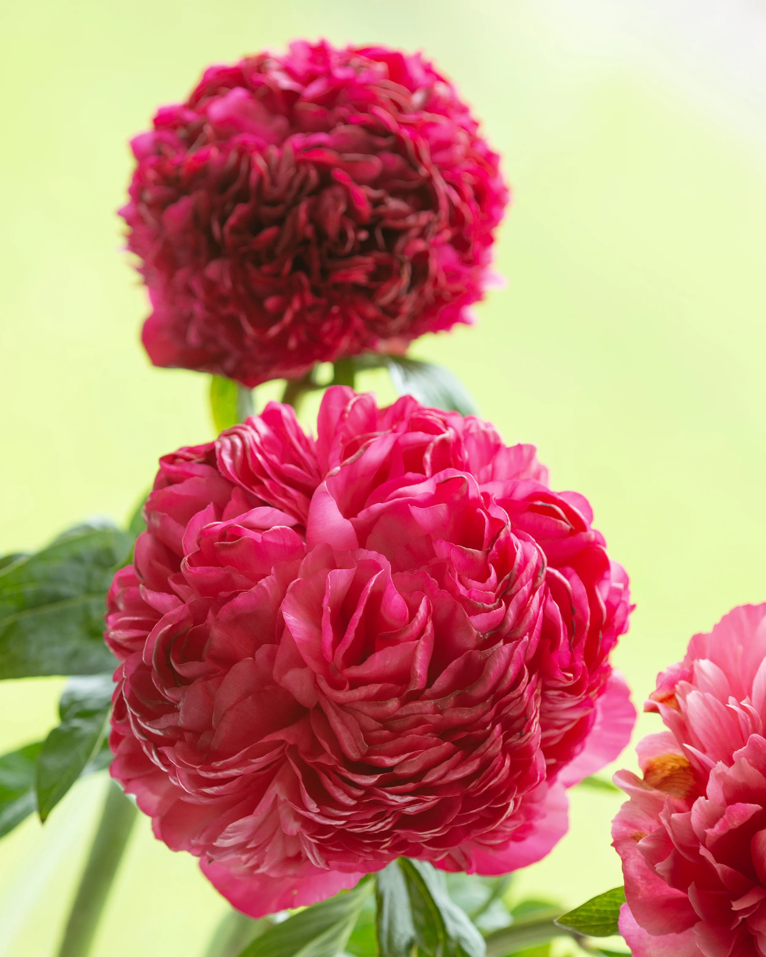 Paeonia 'Lorelei' - Image 4