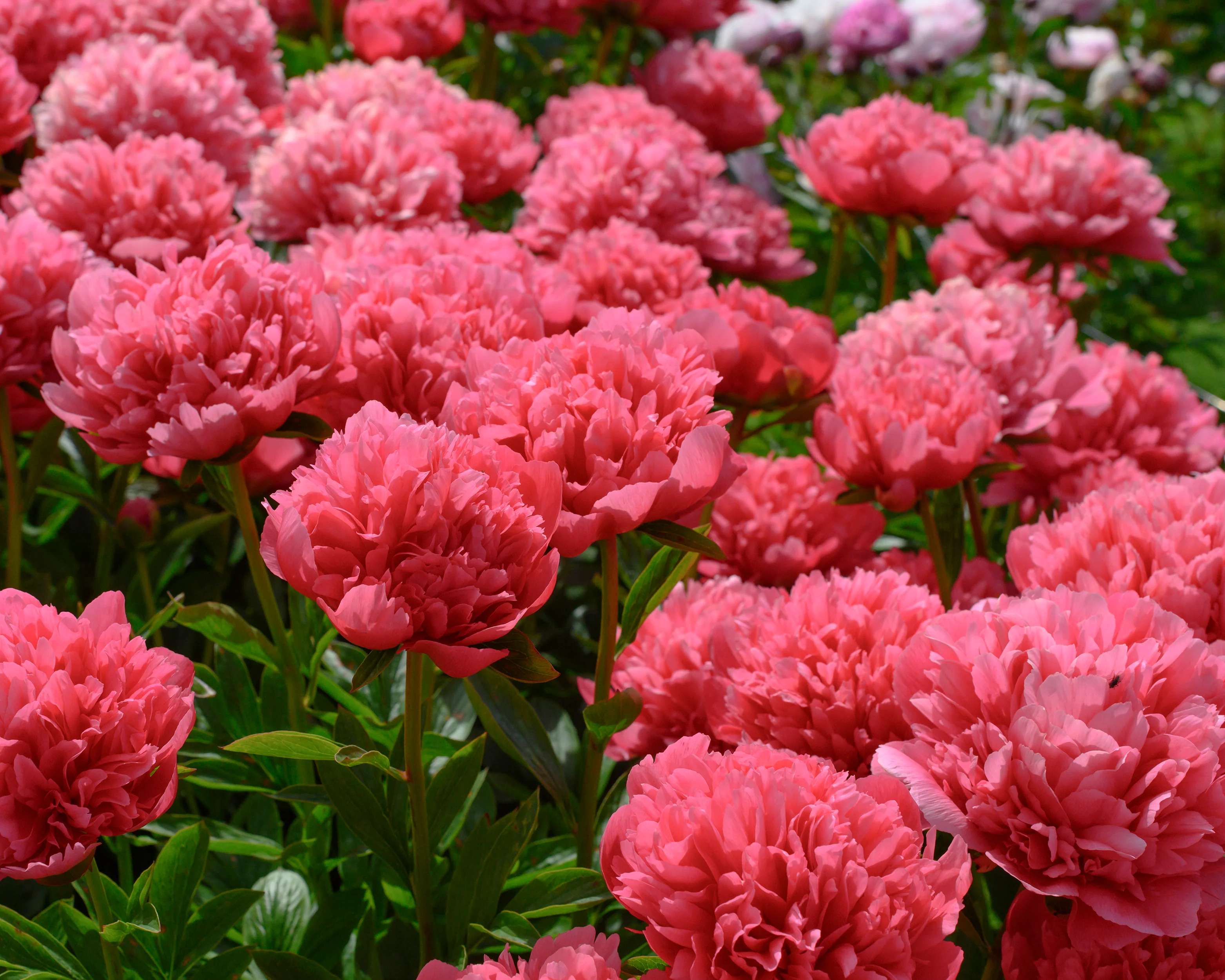 Paeonia 'Lorelei' - Image 5
