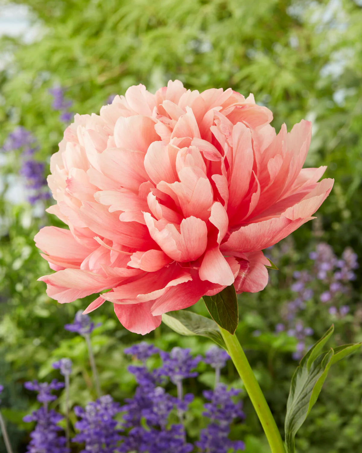 Paeonia 'Lorelei' - Image 7