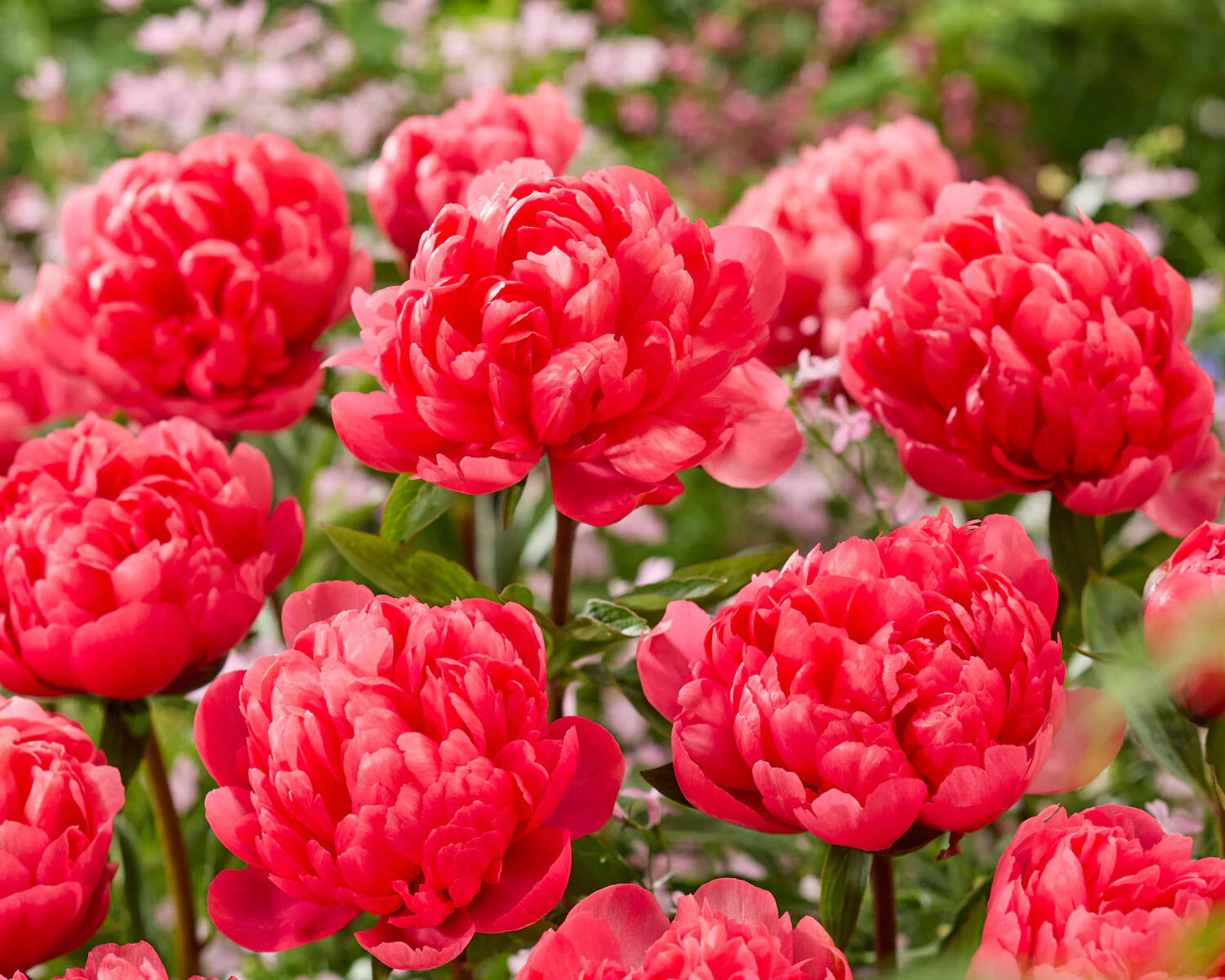 Paeonia 'Lorelei' - Image 9