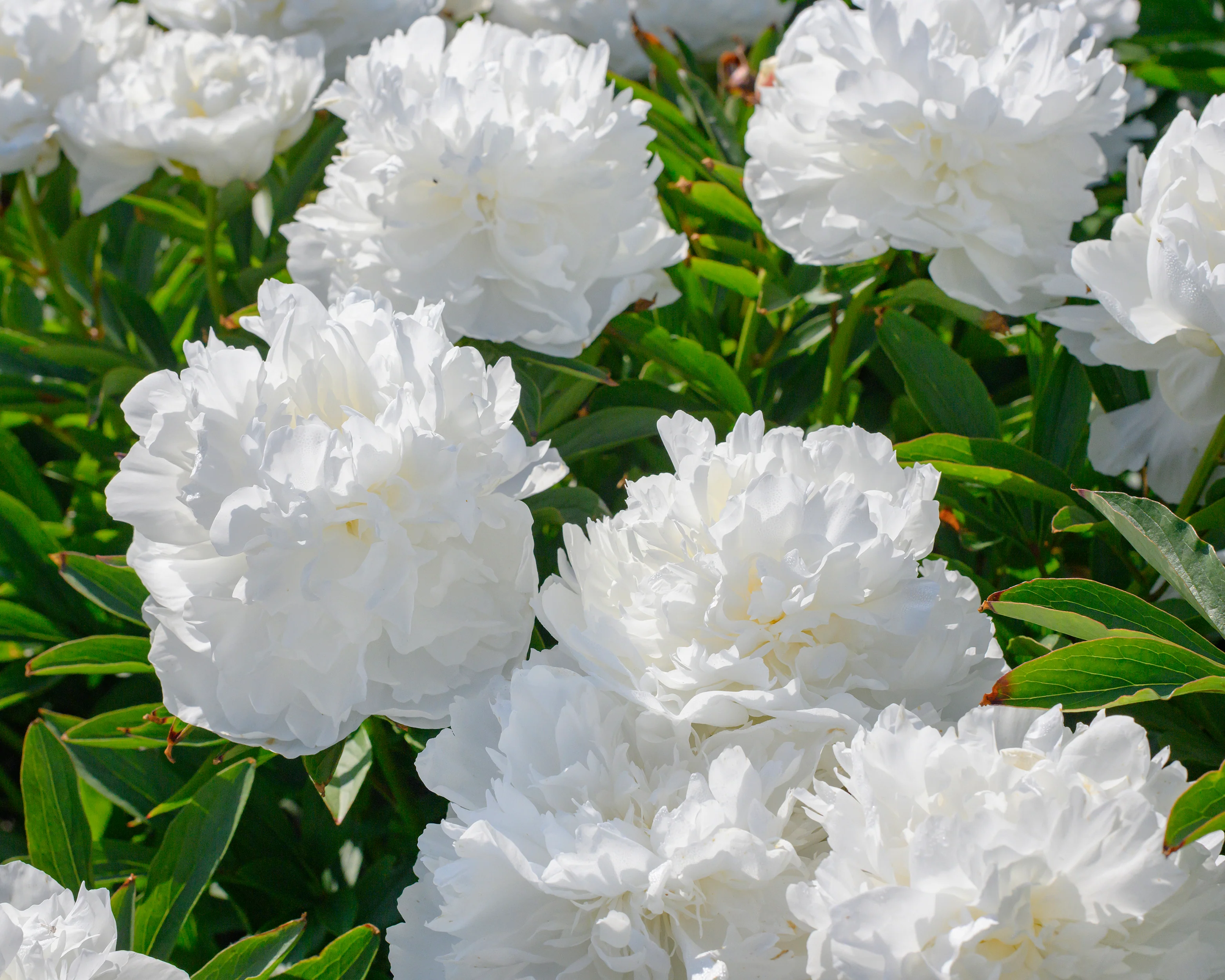 Paeonia 'Madame Claude Tain' - Image 2