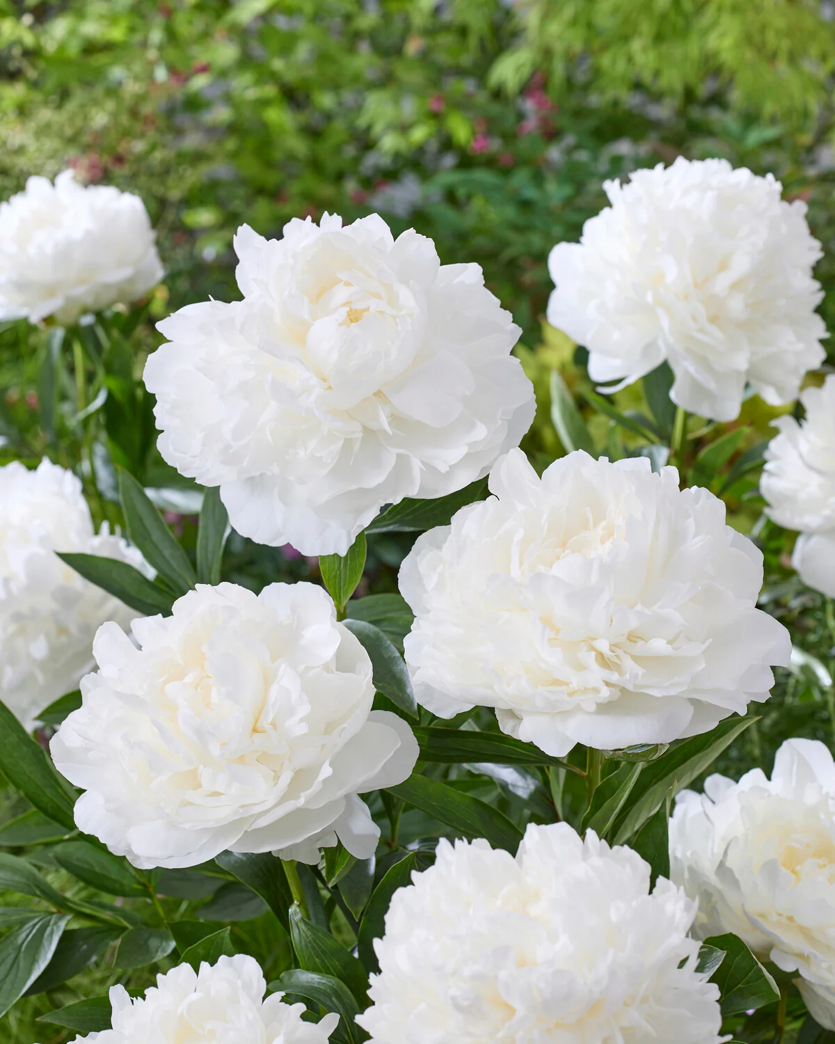 Paeonia 'Madame Claude Tain' - Image 3