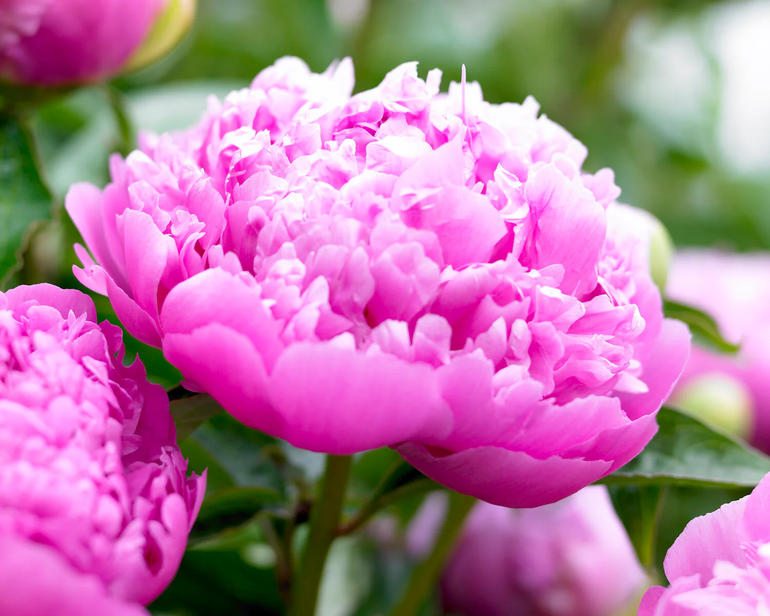 Paeonia 'Monsieur Jules Elie' - Image 3