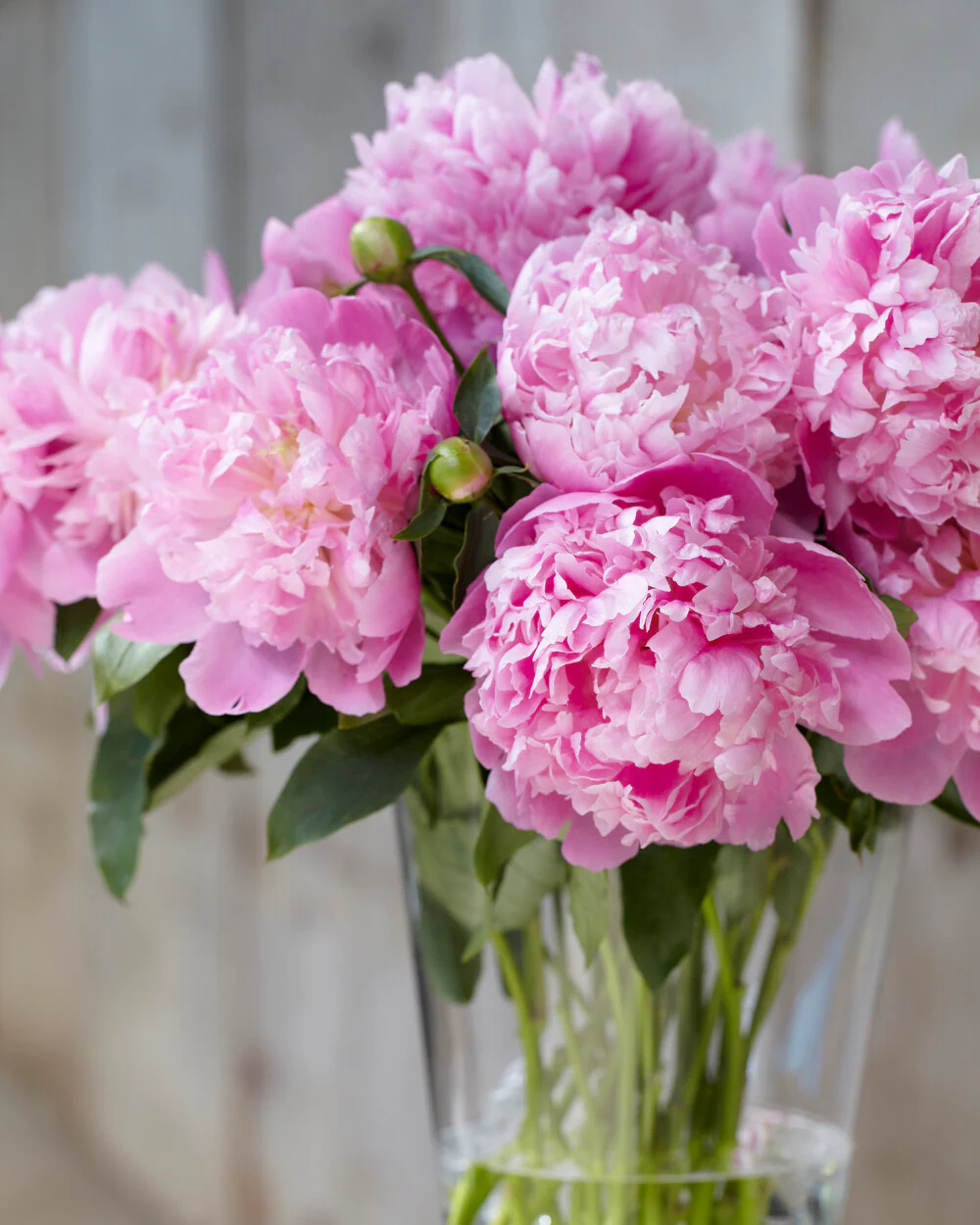 Paeonia 'Monsieur Jules Elie' - Image 6
