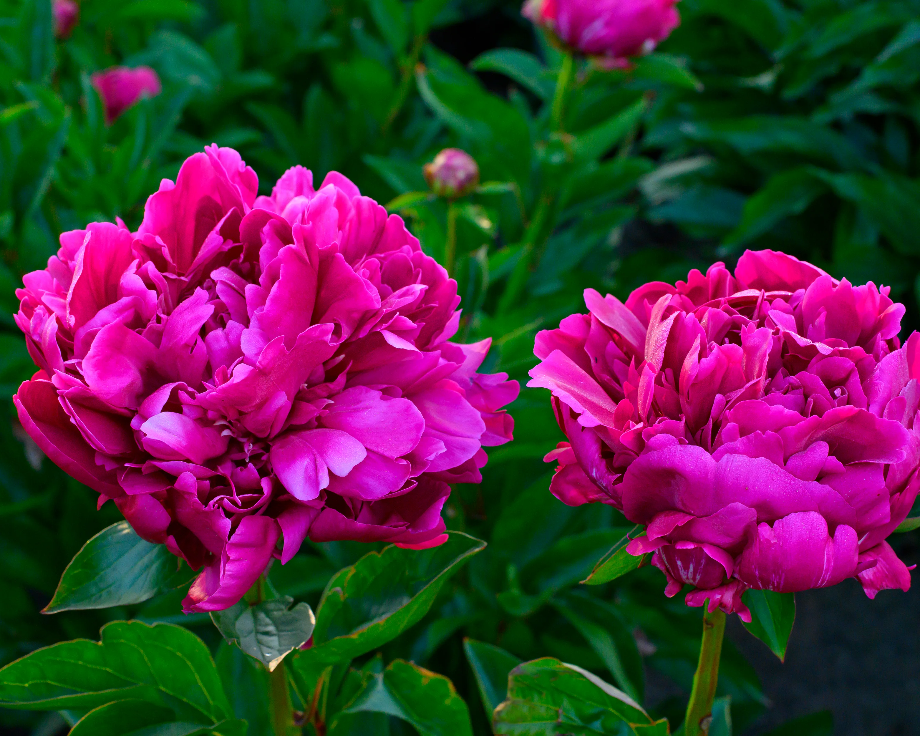 Paeonia 'Paul M. Wild' - Image 3