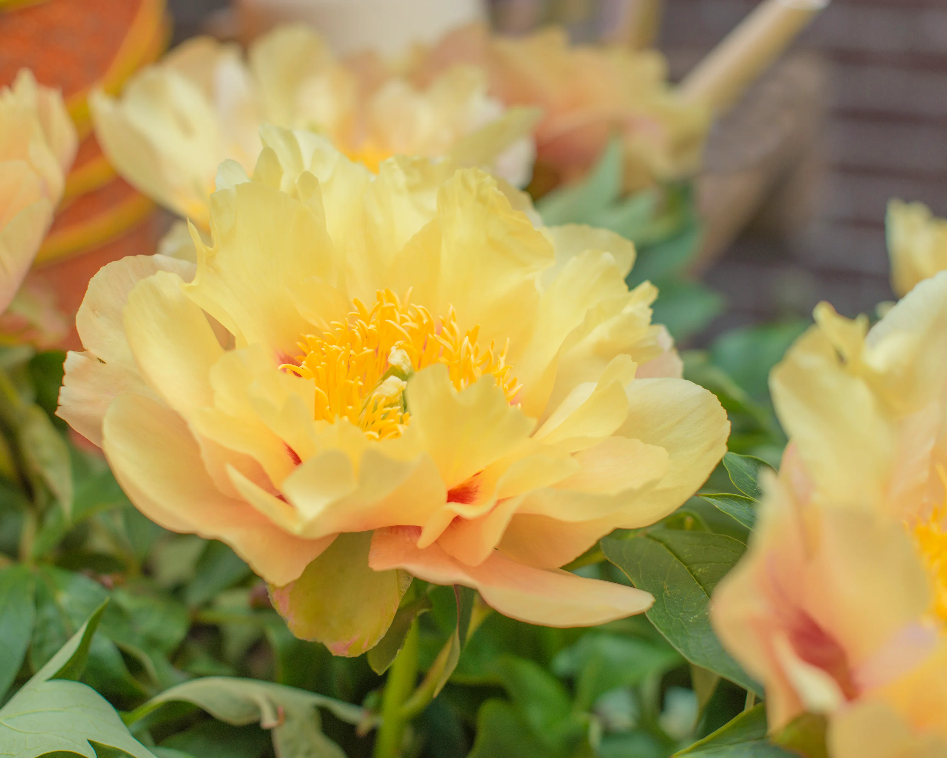 Paeonia 'Prairie Charm' - Image 2