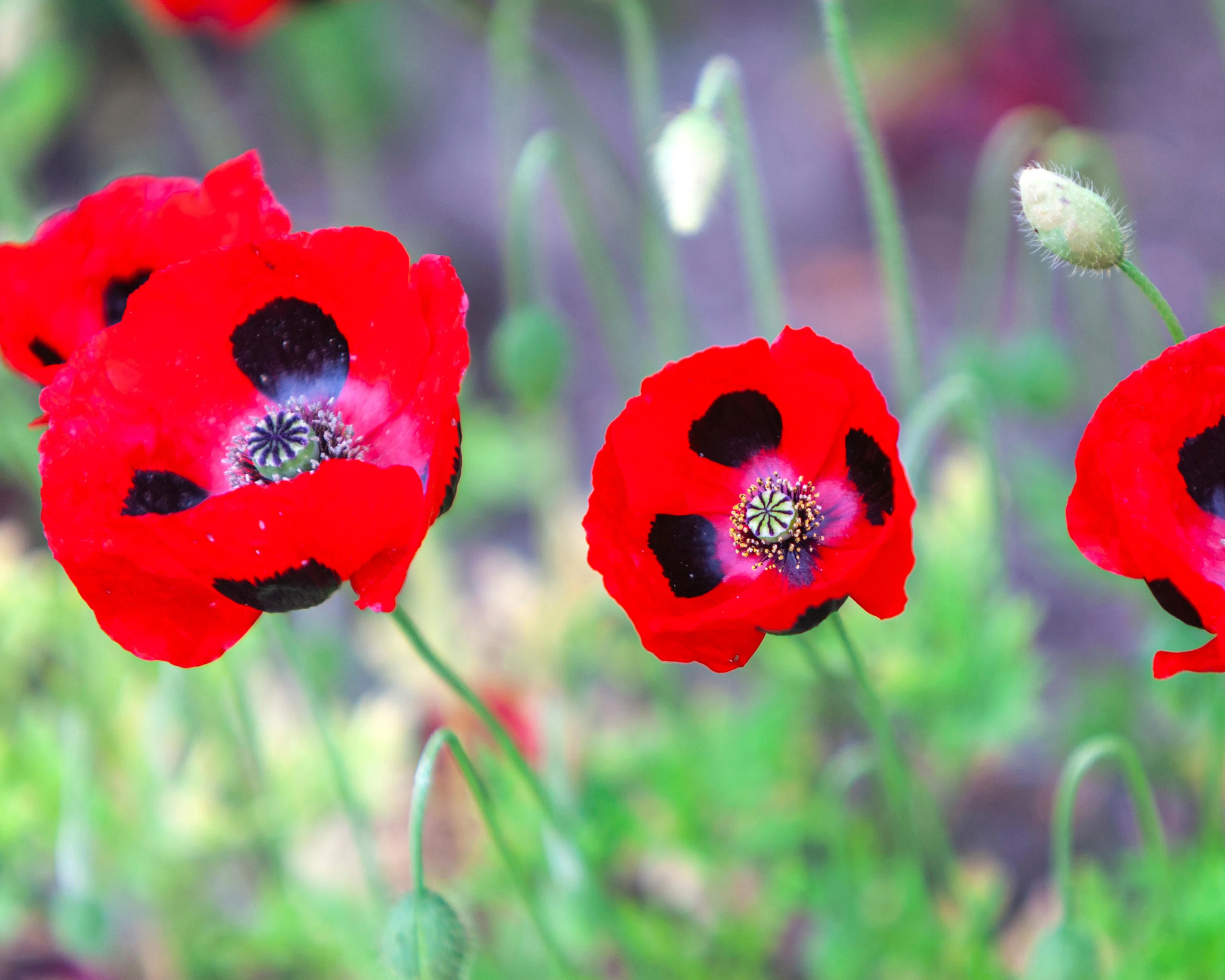 Papaver 'Beauty of Livermere' - Image 6