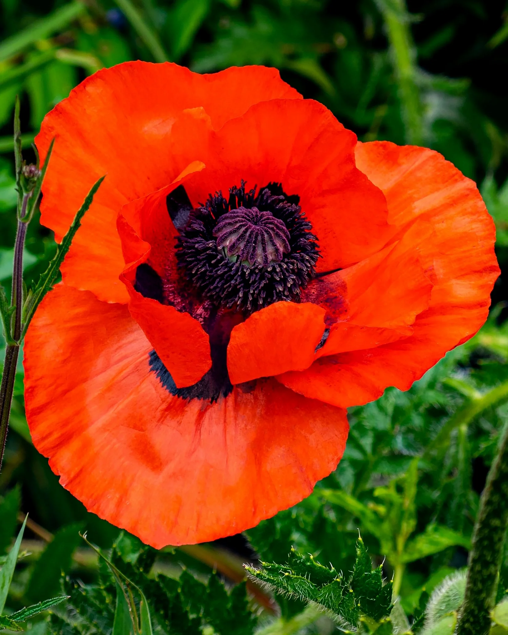 Papaver 'Beauty of Livermere' - Image 8