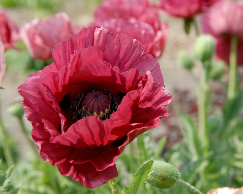 Papaver 'Marlene' - Image 3