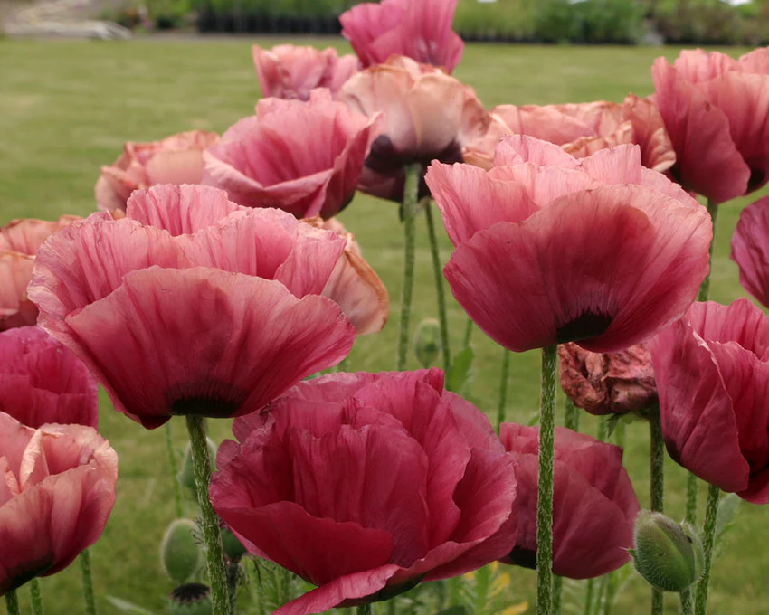 Papaver 'Marlene' - Image 4
