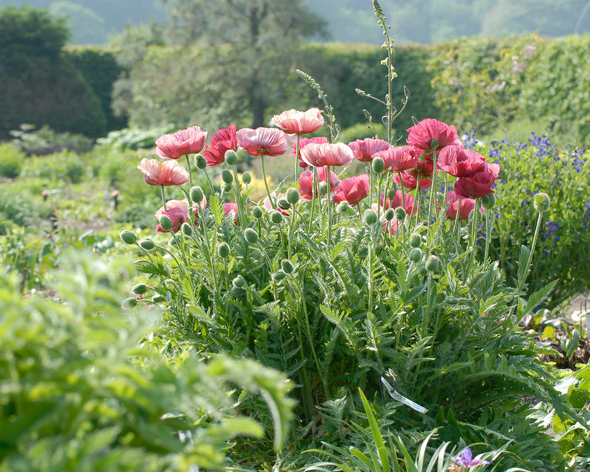 Papaver 'Marlene' - Image 6