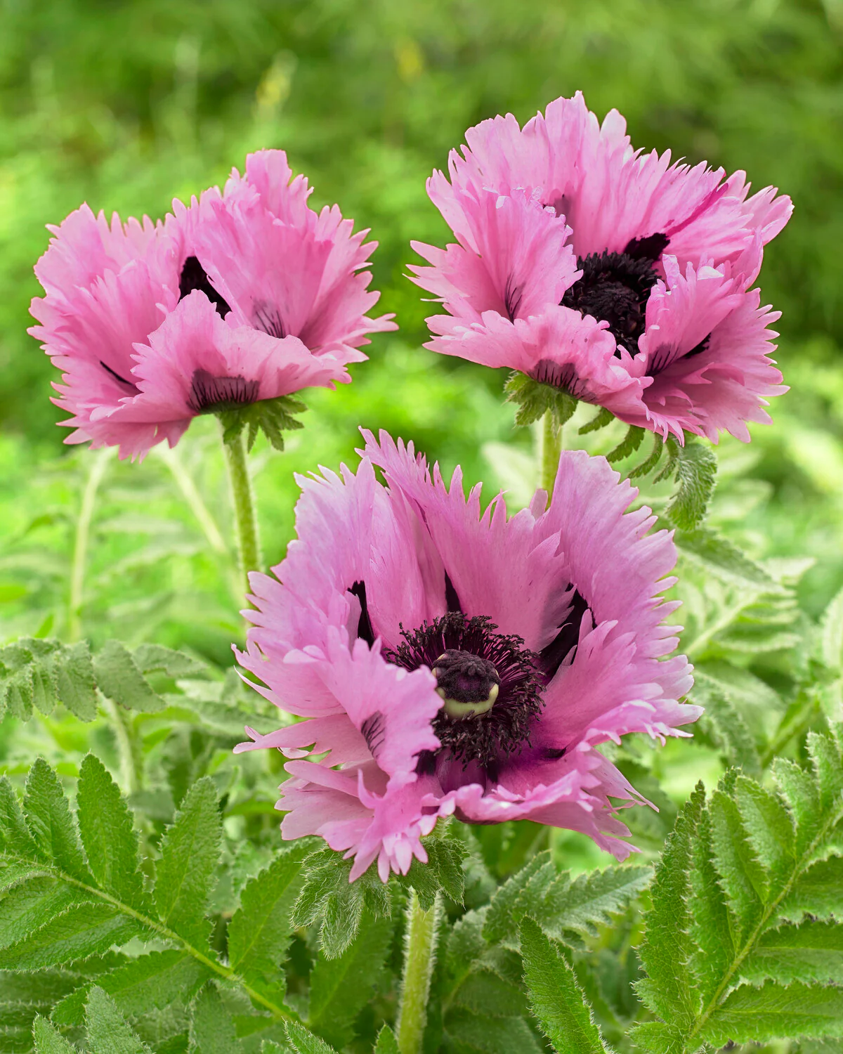 Papaver 'Pink Perfection' - Image 2