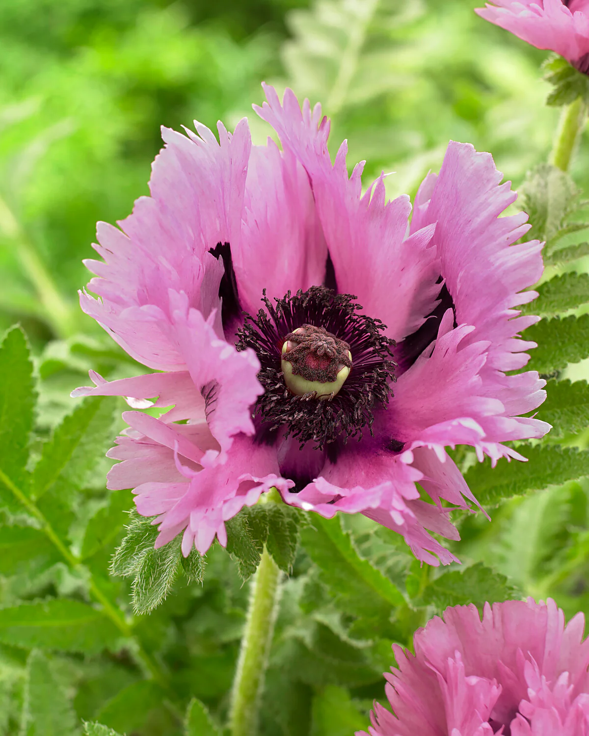 Papaver 'Pink Perfection' - Image 3