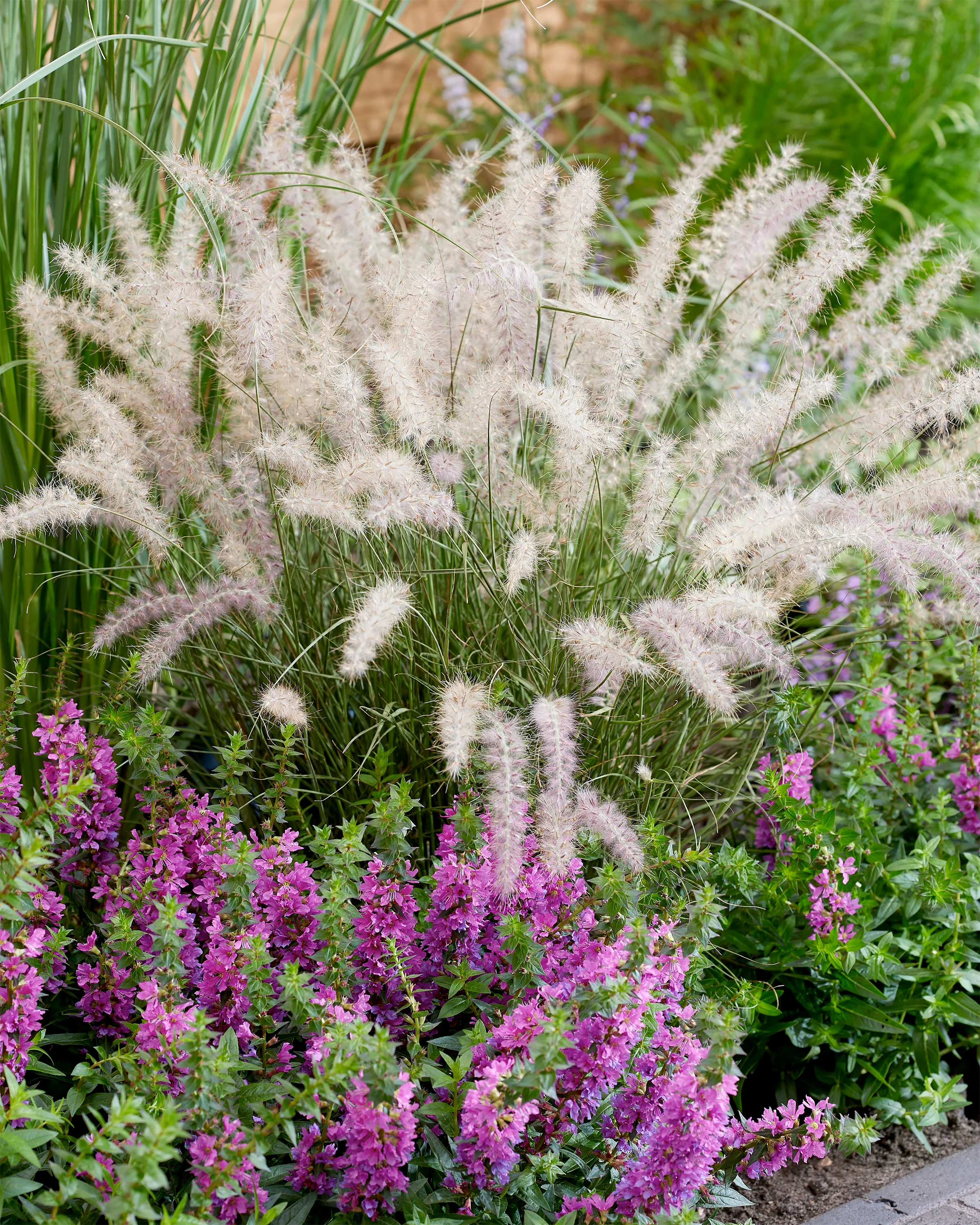 Pennisetum 'Dance With Me' - Image 7