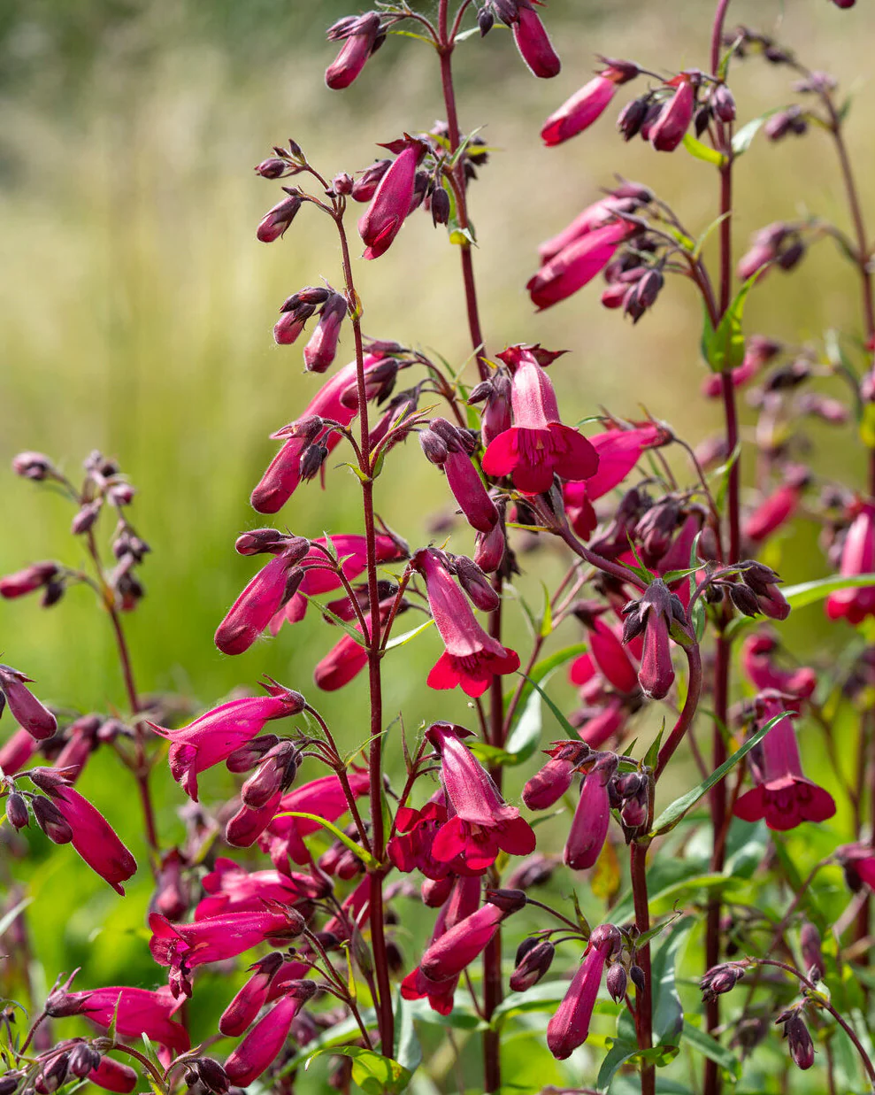 Penstemon 'Rich Ruby'
