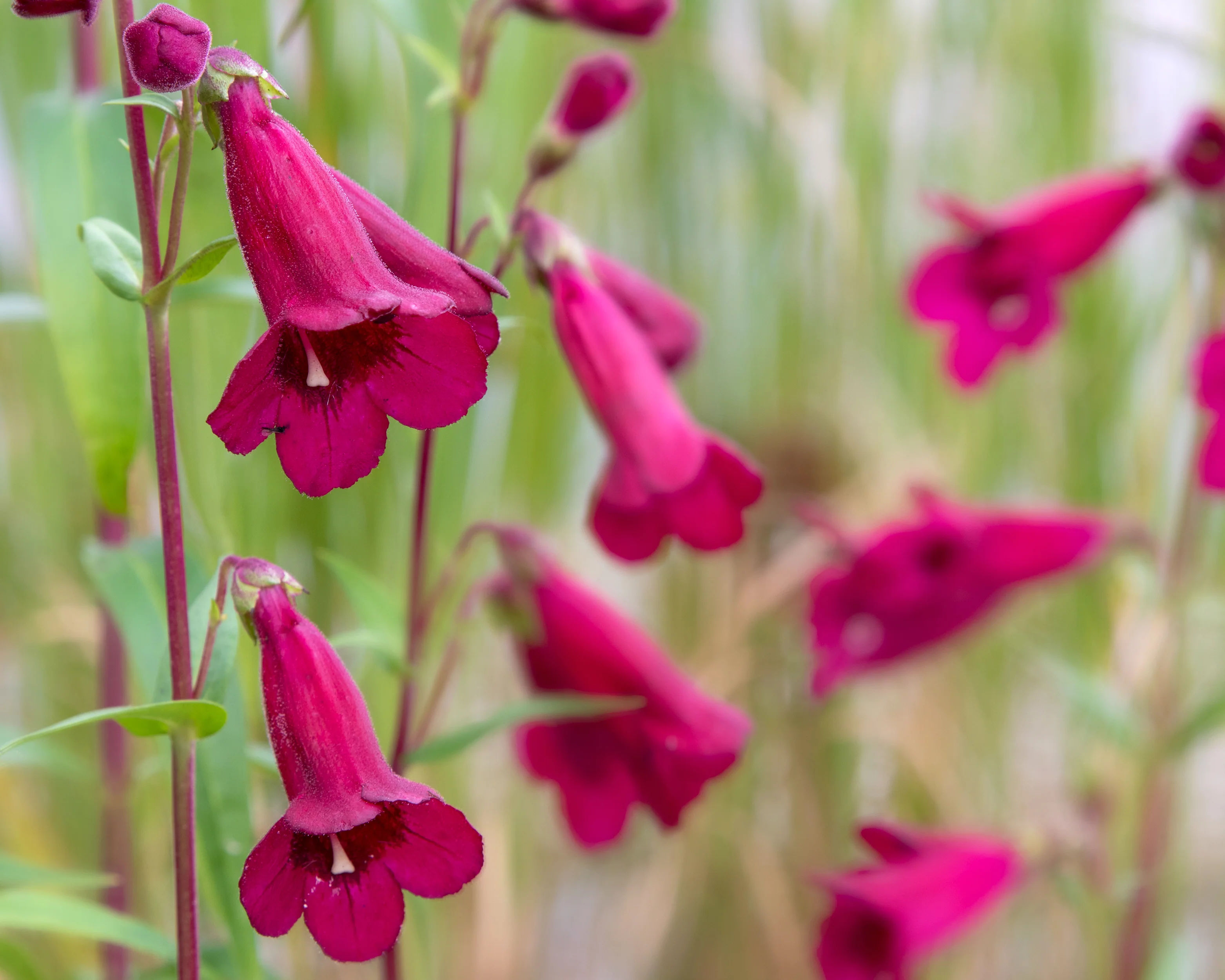 Penstemon 'Rich Ruby' - Image 7