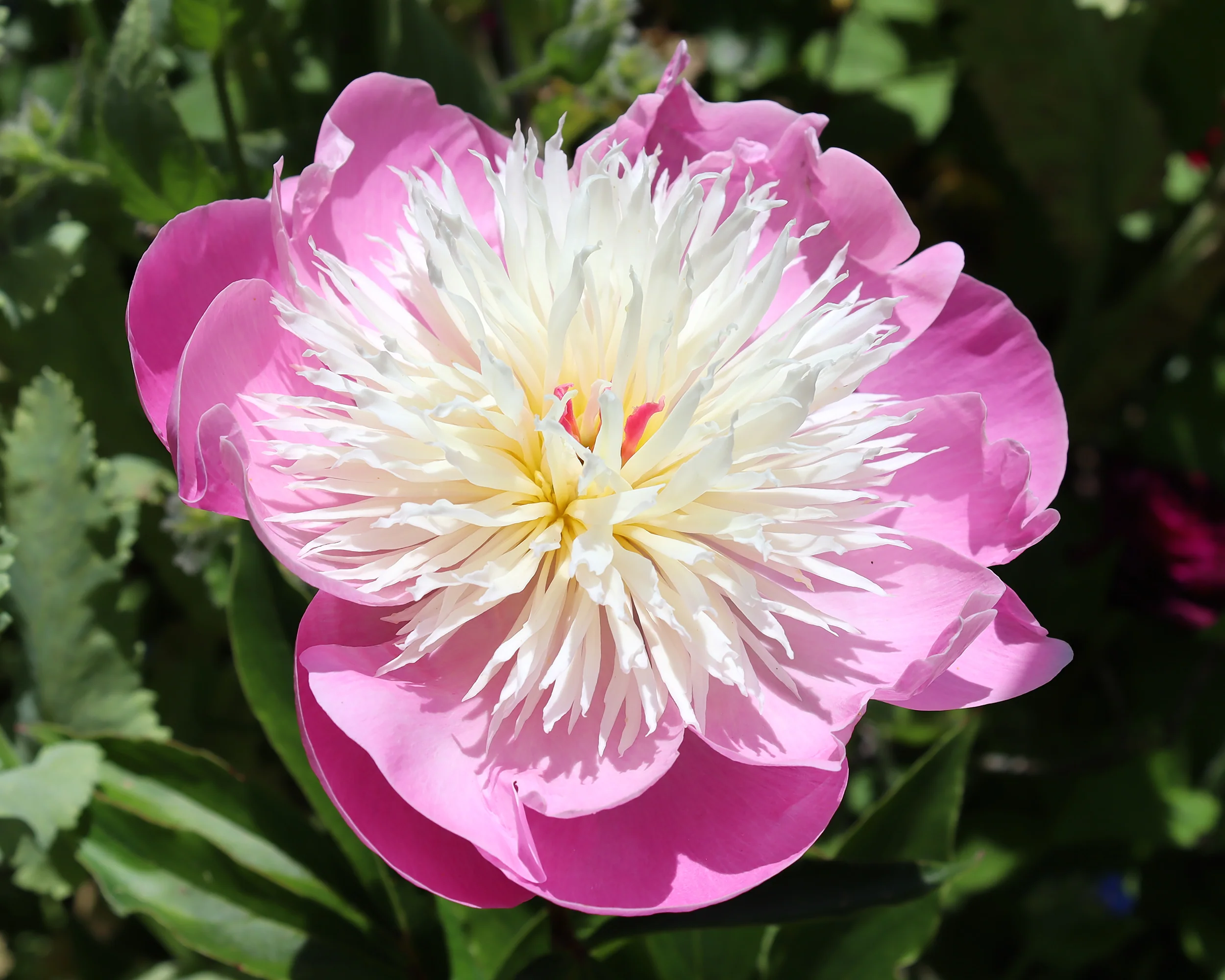Paeonia 'Bowl of Beauty' - Image 3
