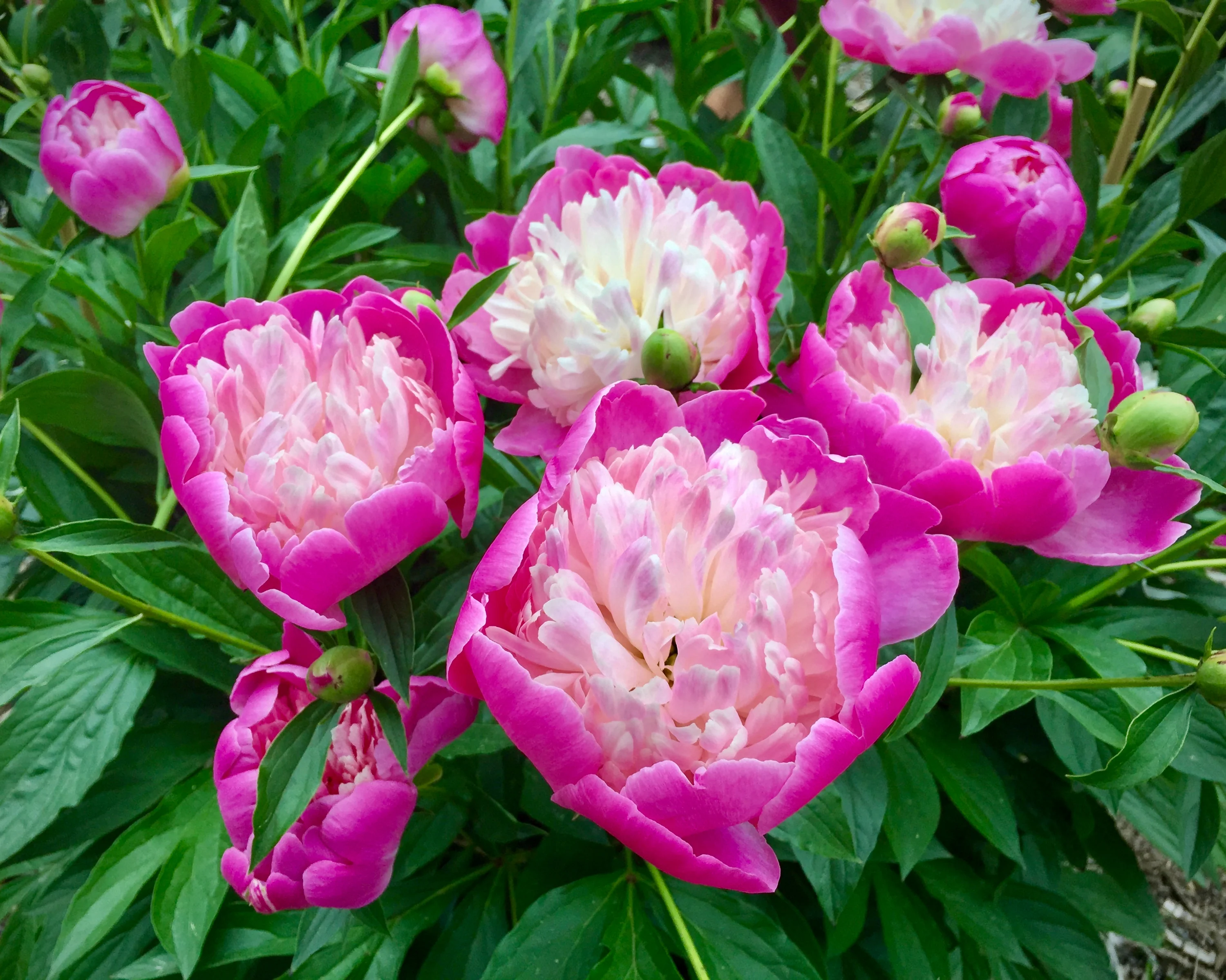 Paeonia 'Bowl of Beauty' - Image 7